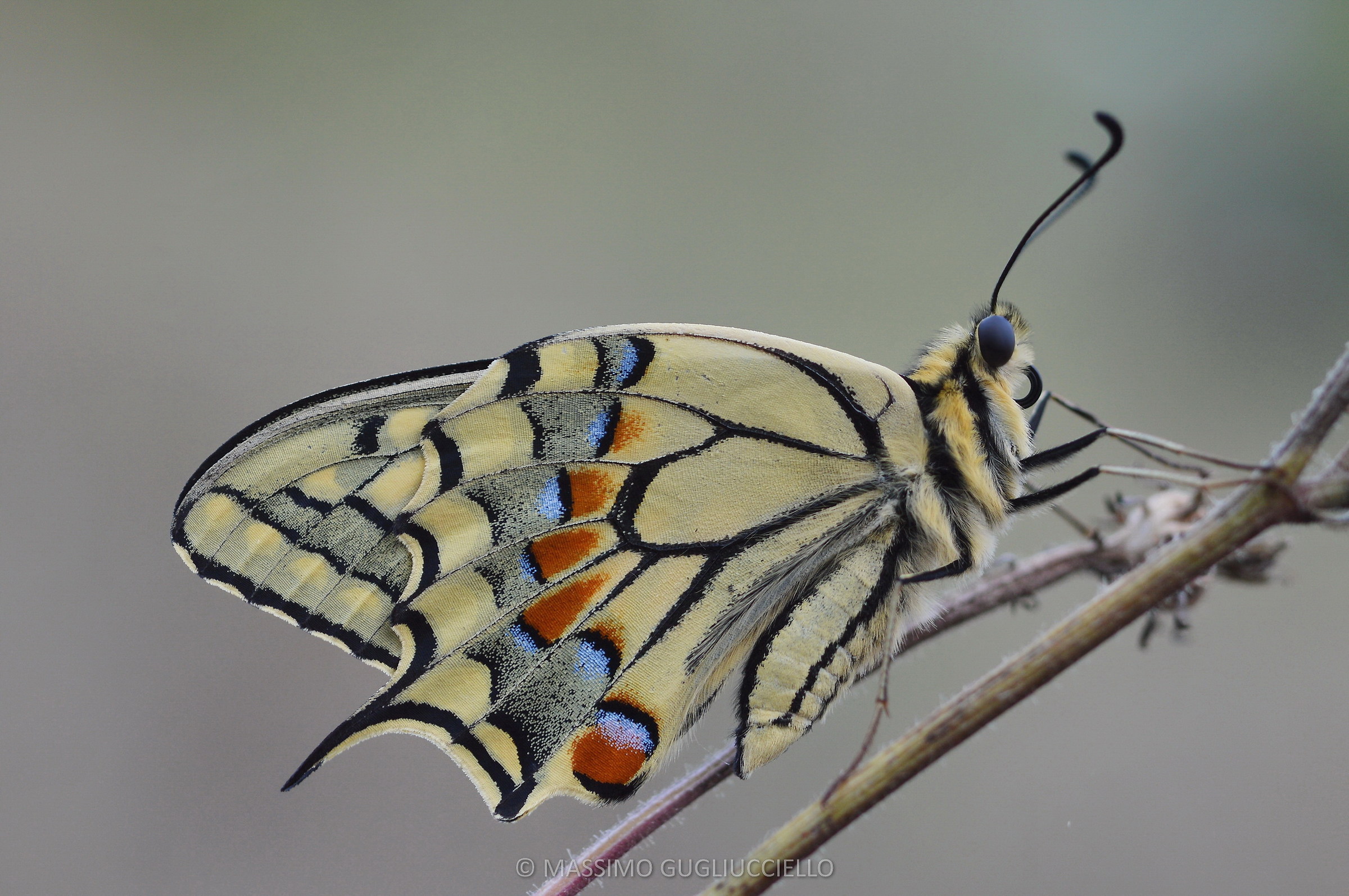 Papilio machaon