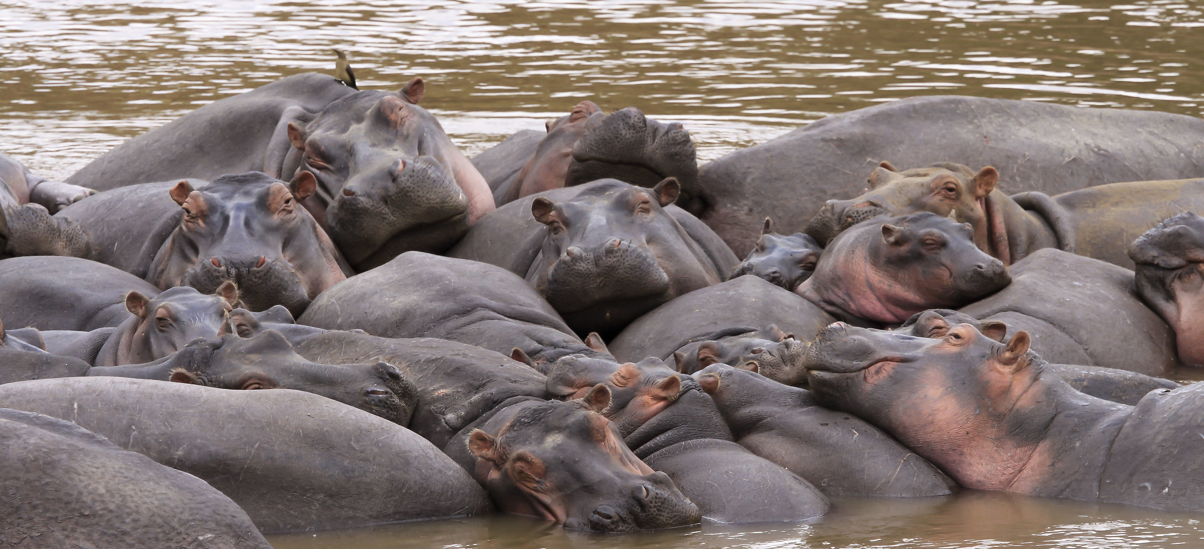 Afternoon Pennichella