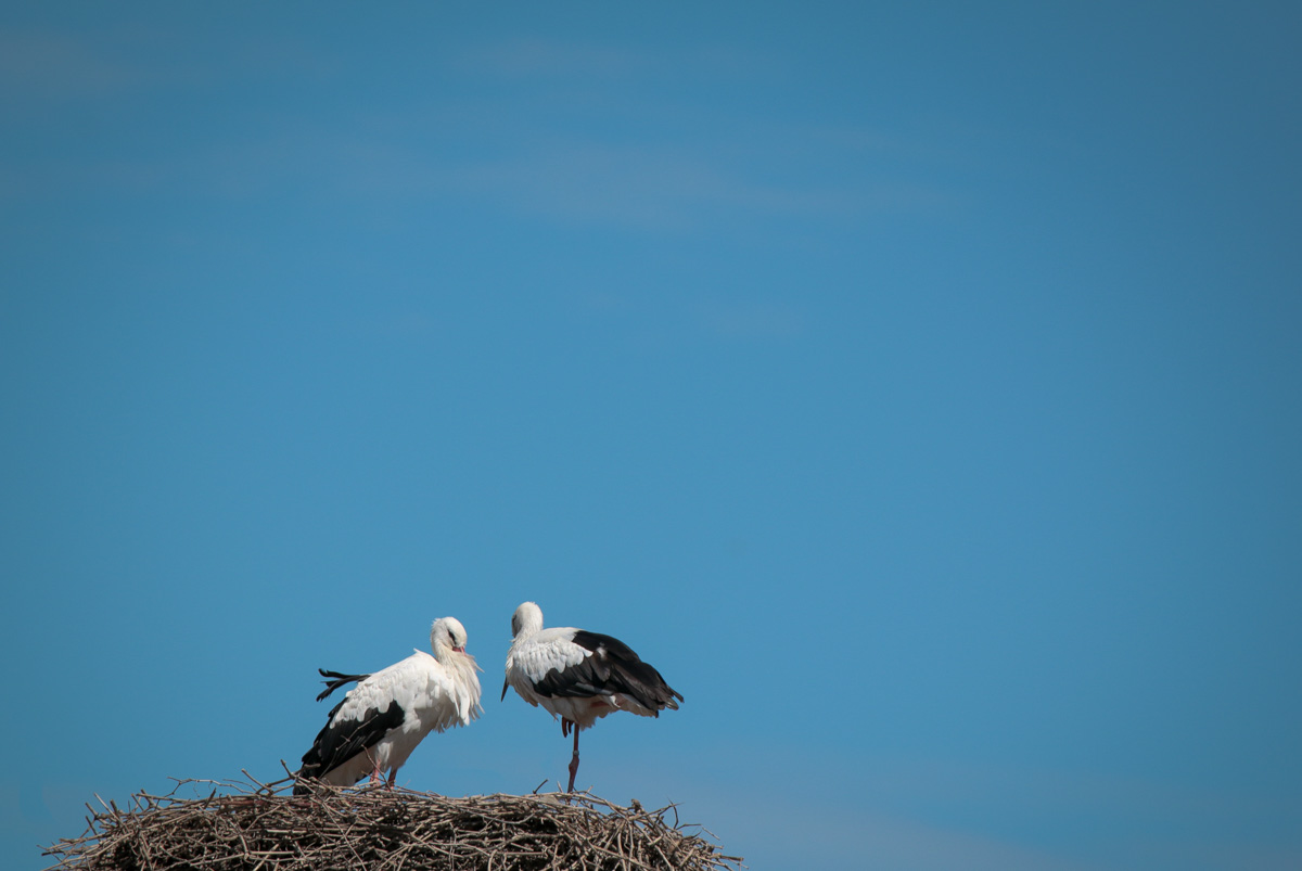 Storks