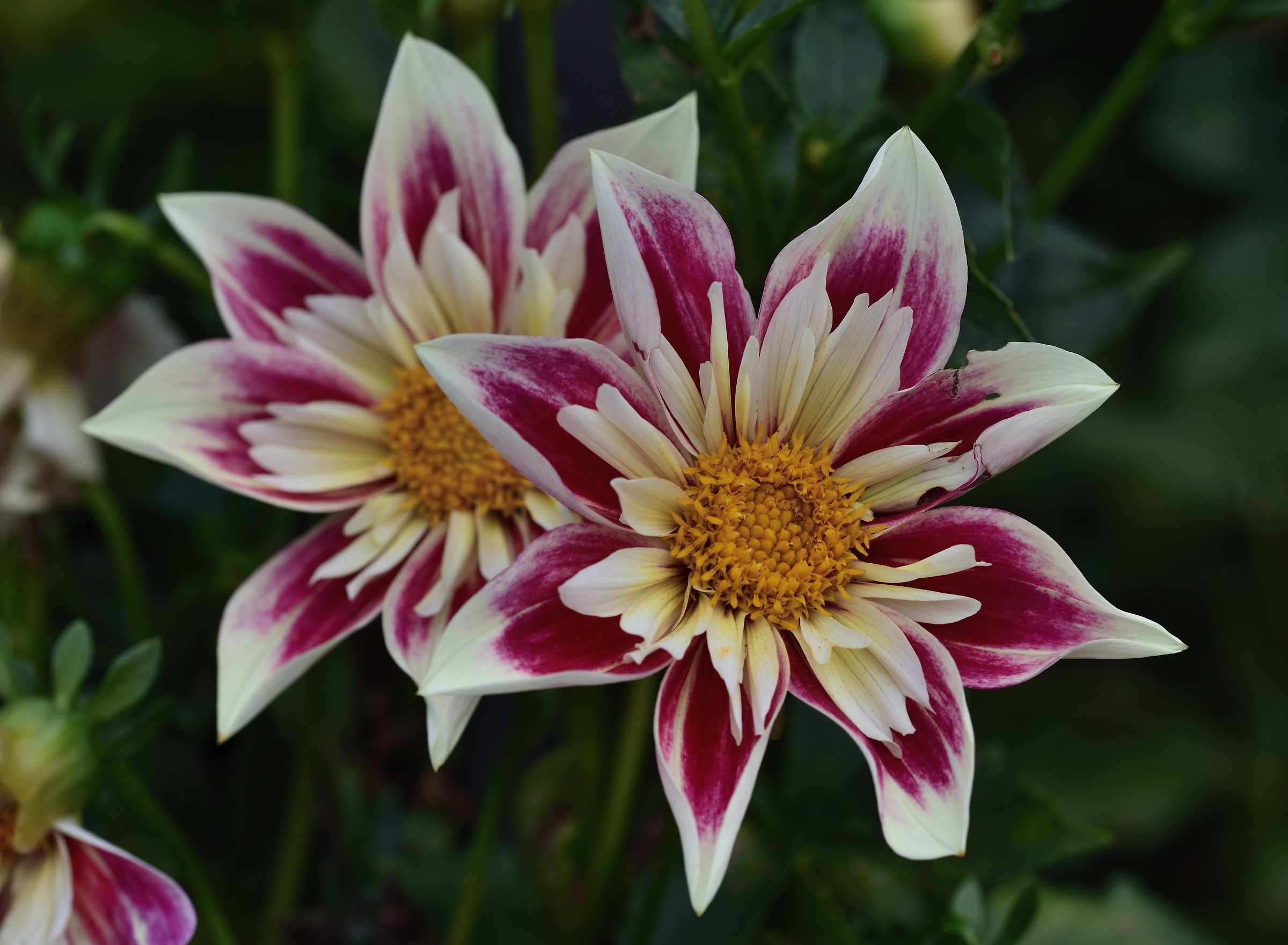 dahlias