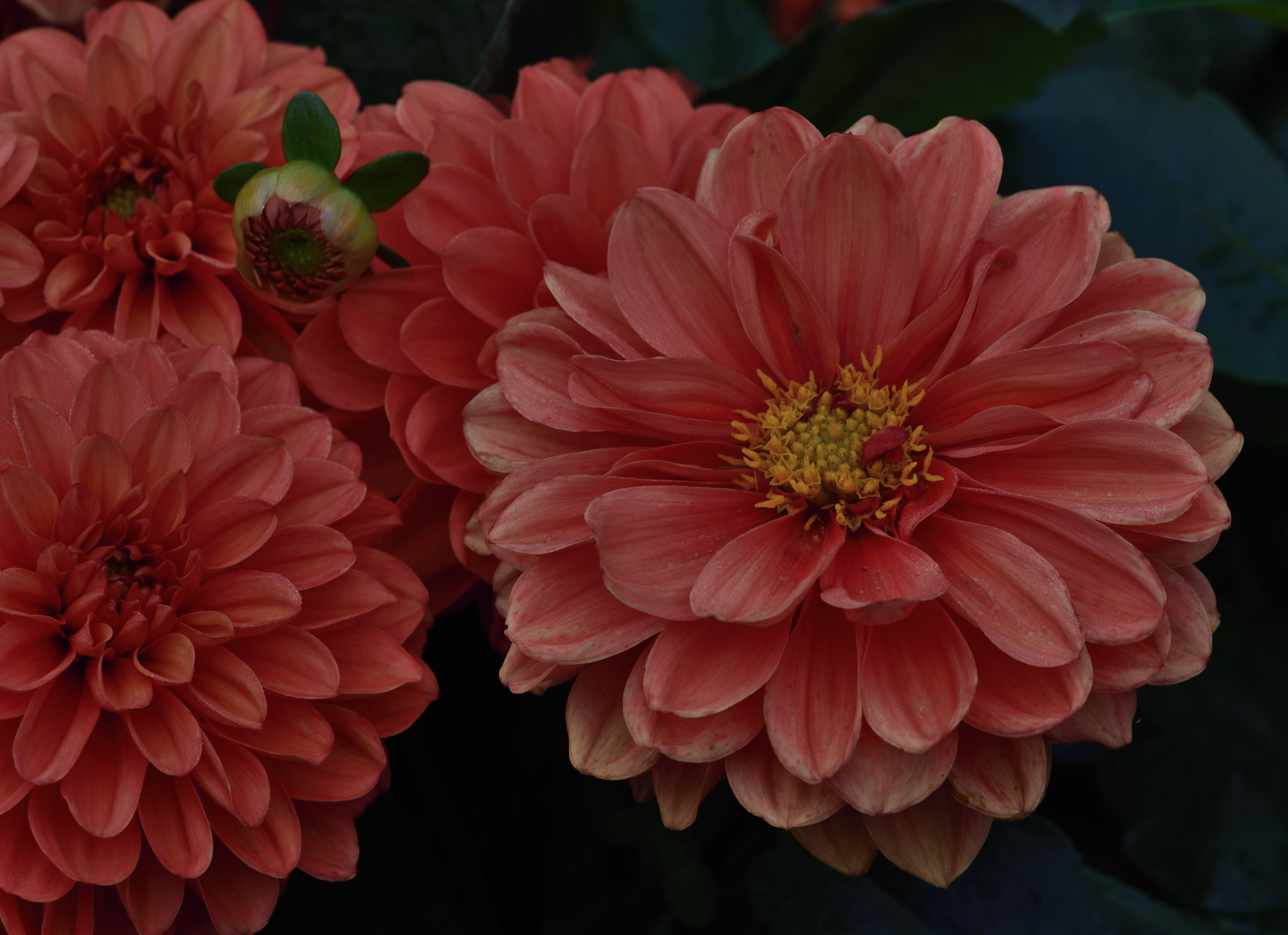 dahlias