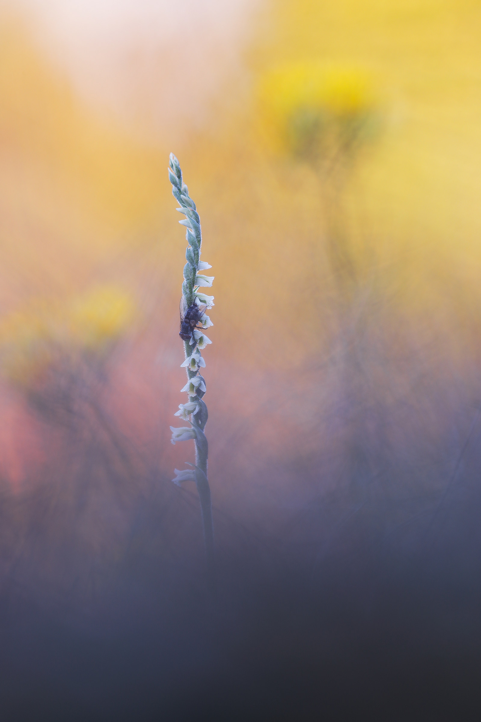 Spiranthes spiralis e mosca
