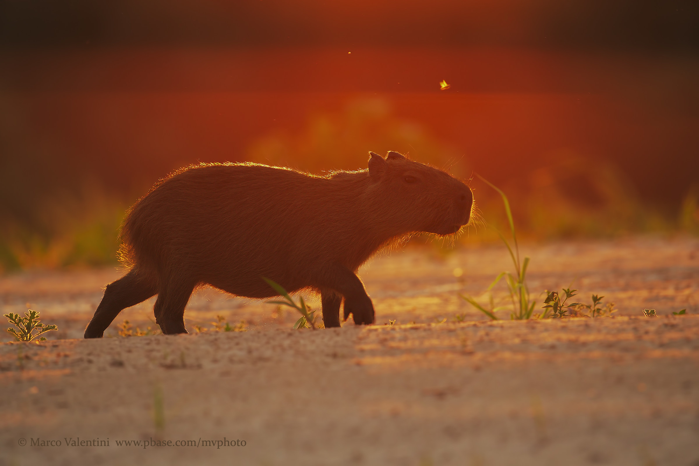 Capibara