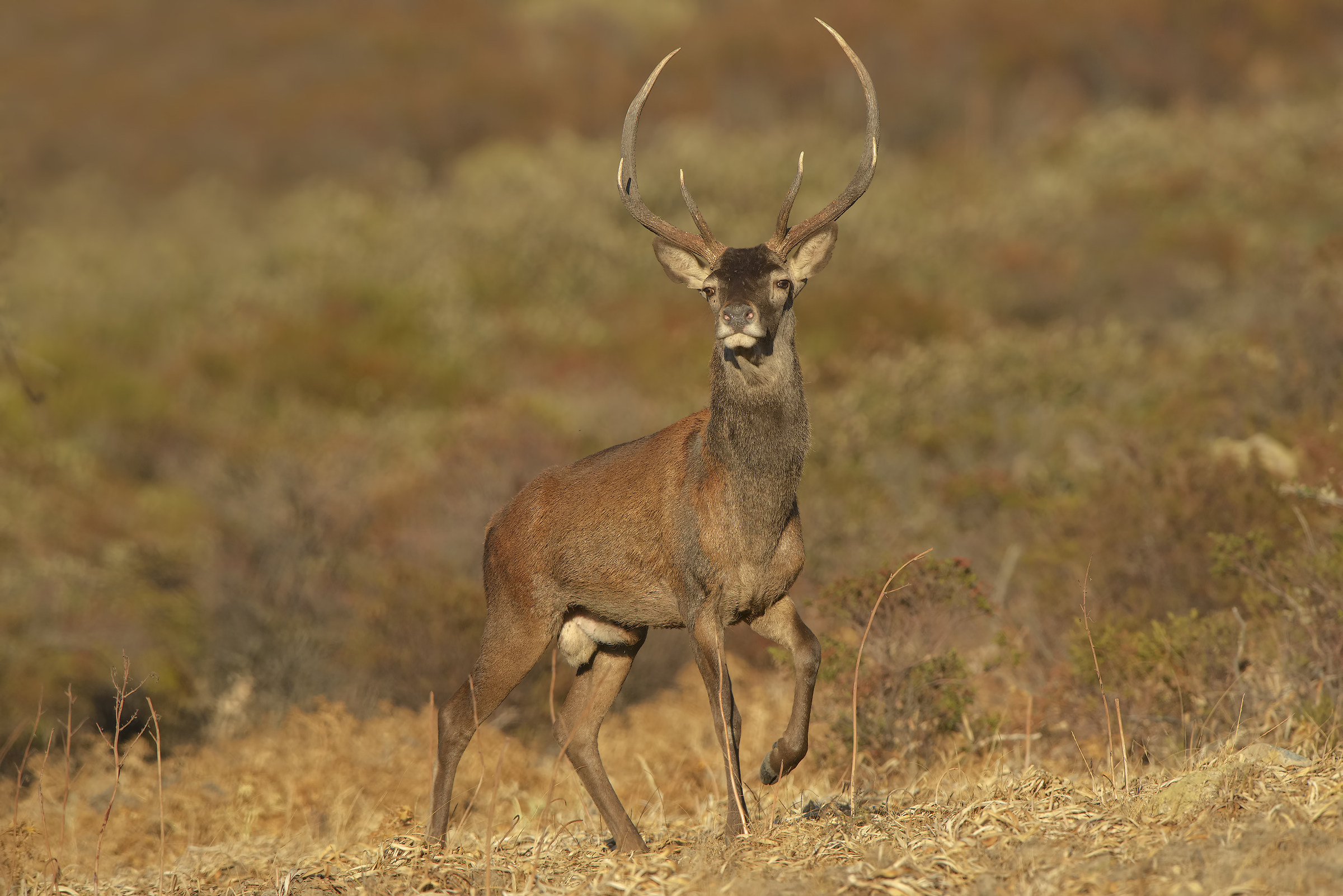 portrait of Sardinian deer