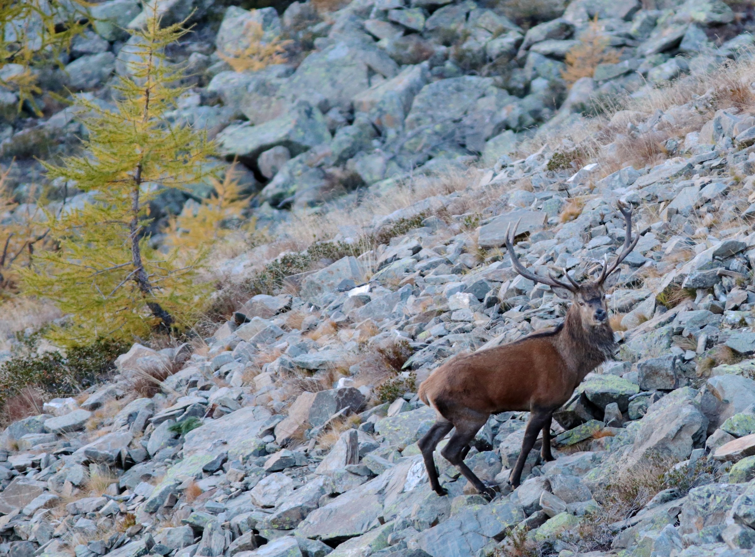 Bramito 2017 - Parco Naturale dello Stelvio
