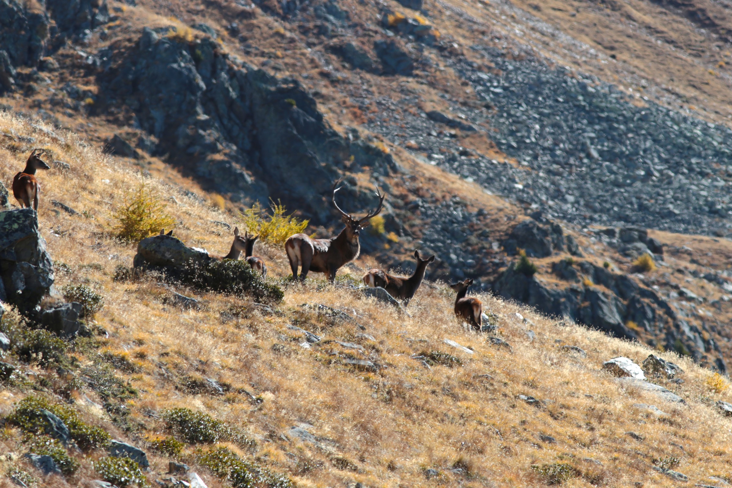 Bramito 2017 - Parco Naturale dello Stelvio