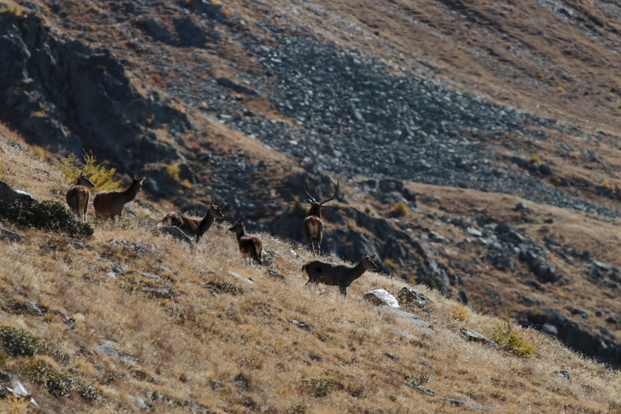Bramito 2017 - Parco Naturale dello Stelvio