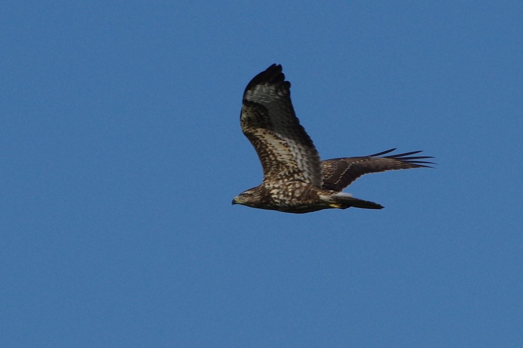 Giovane Poiana (Buteo buteo)