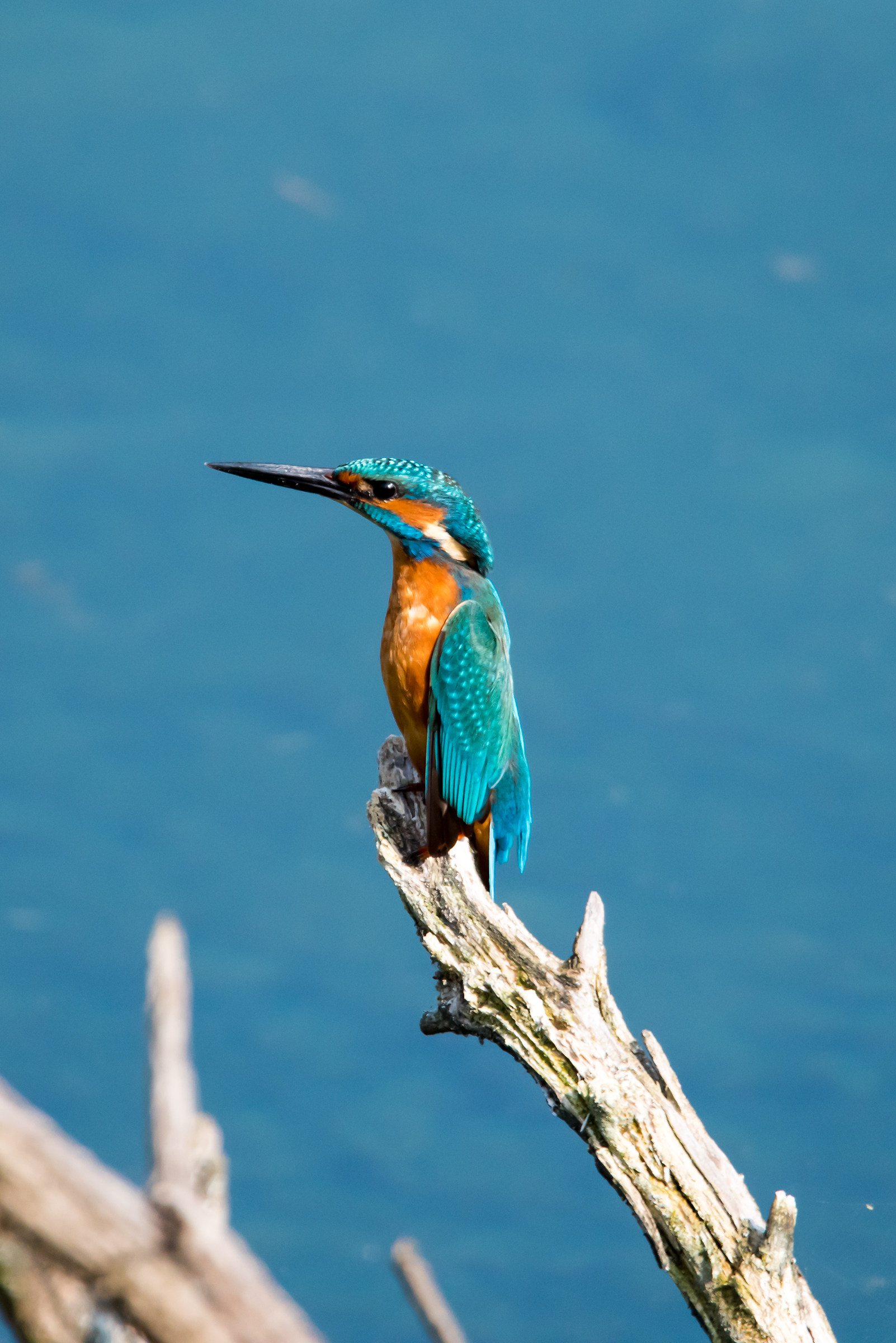 Kingfisher
