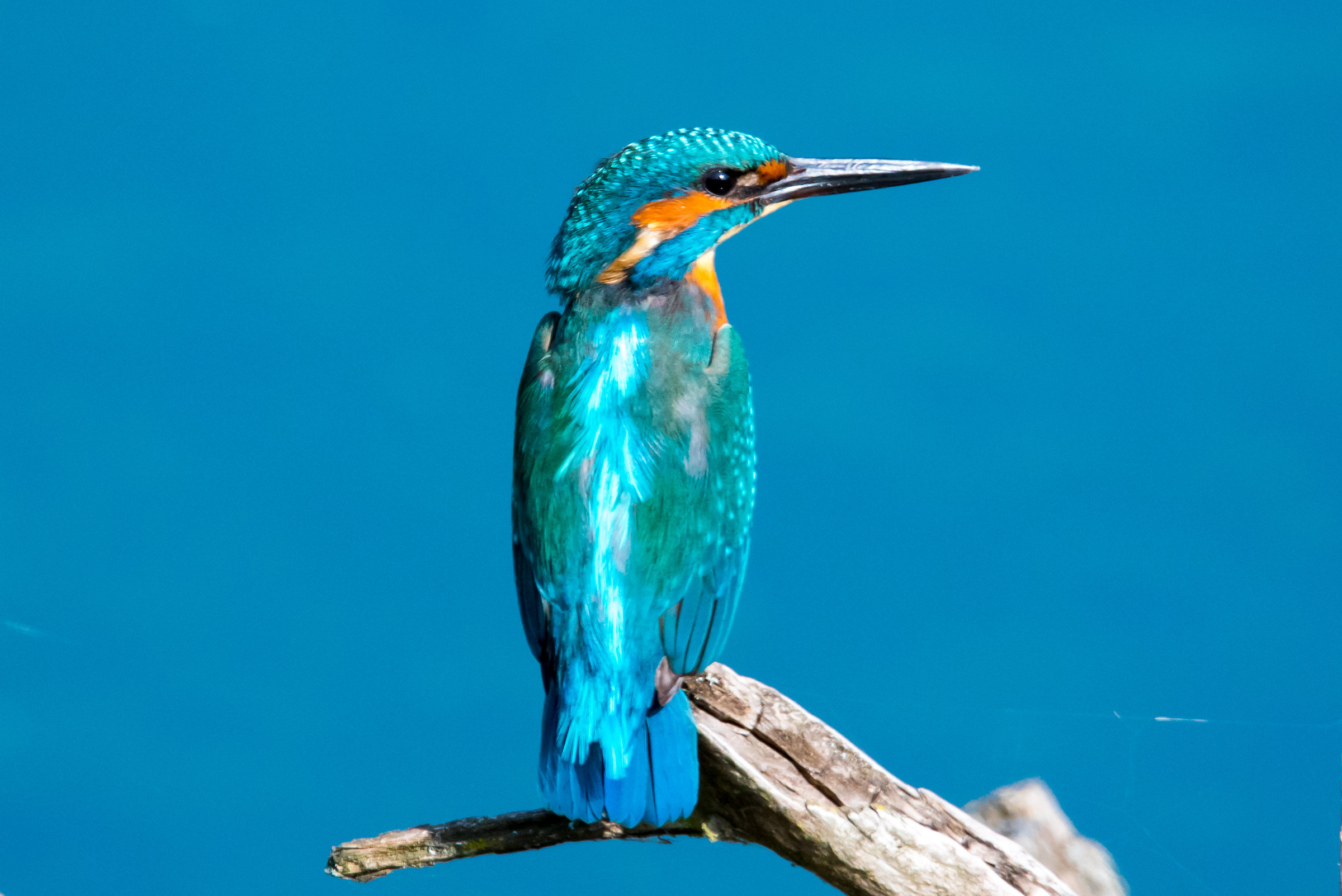 Kingfisher