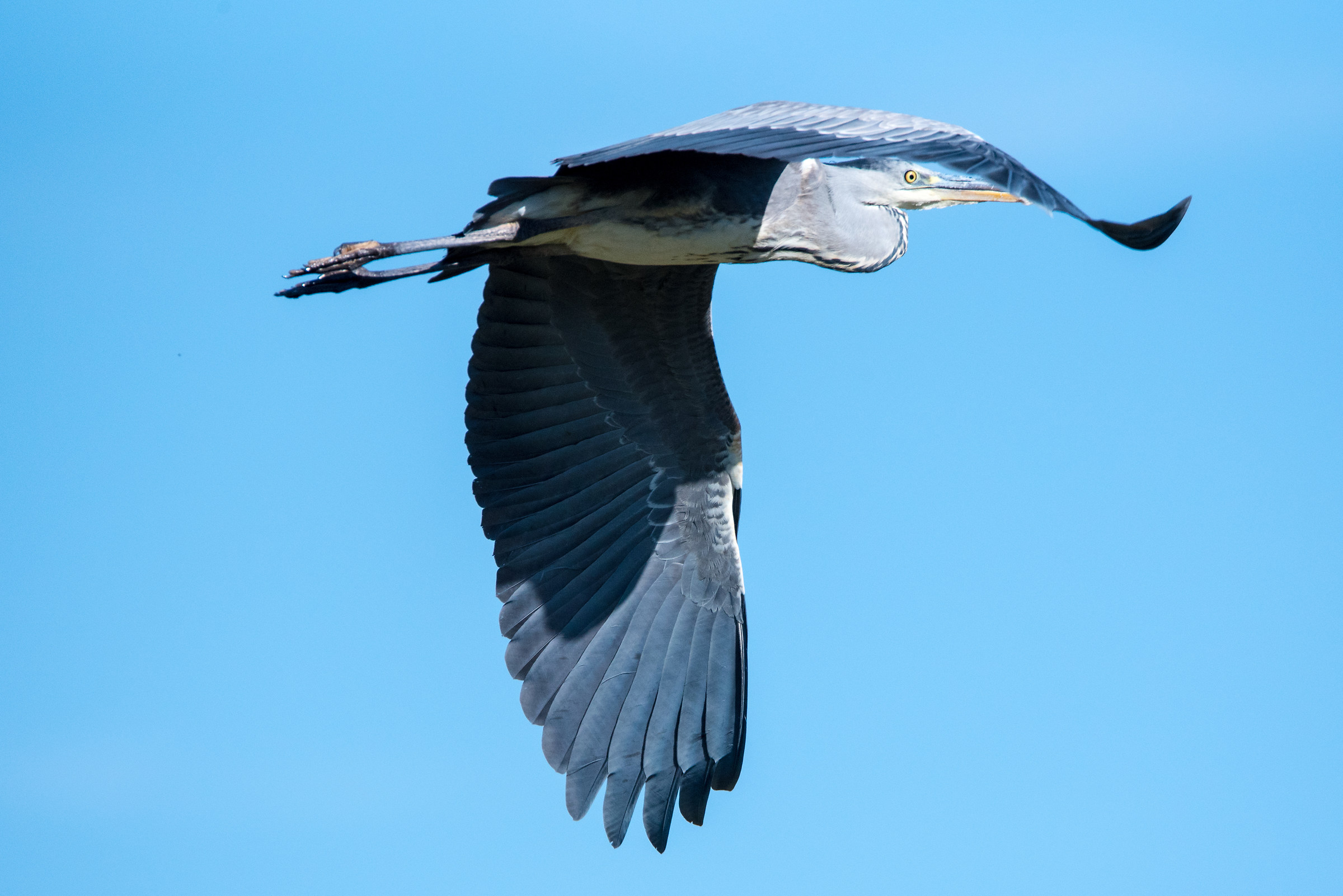 Airone Cenerino in flight