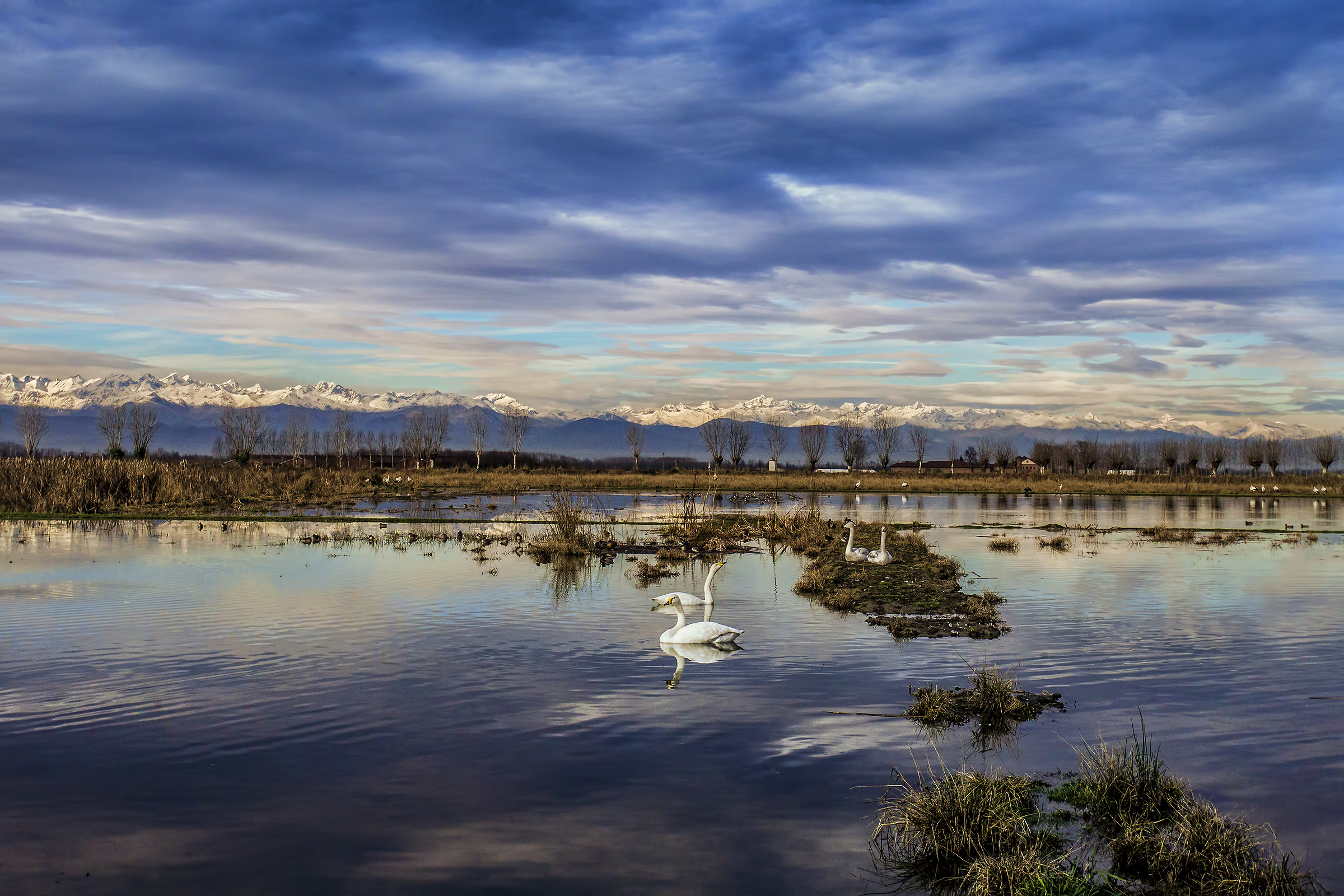 il lago dei cigni