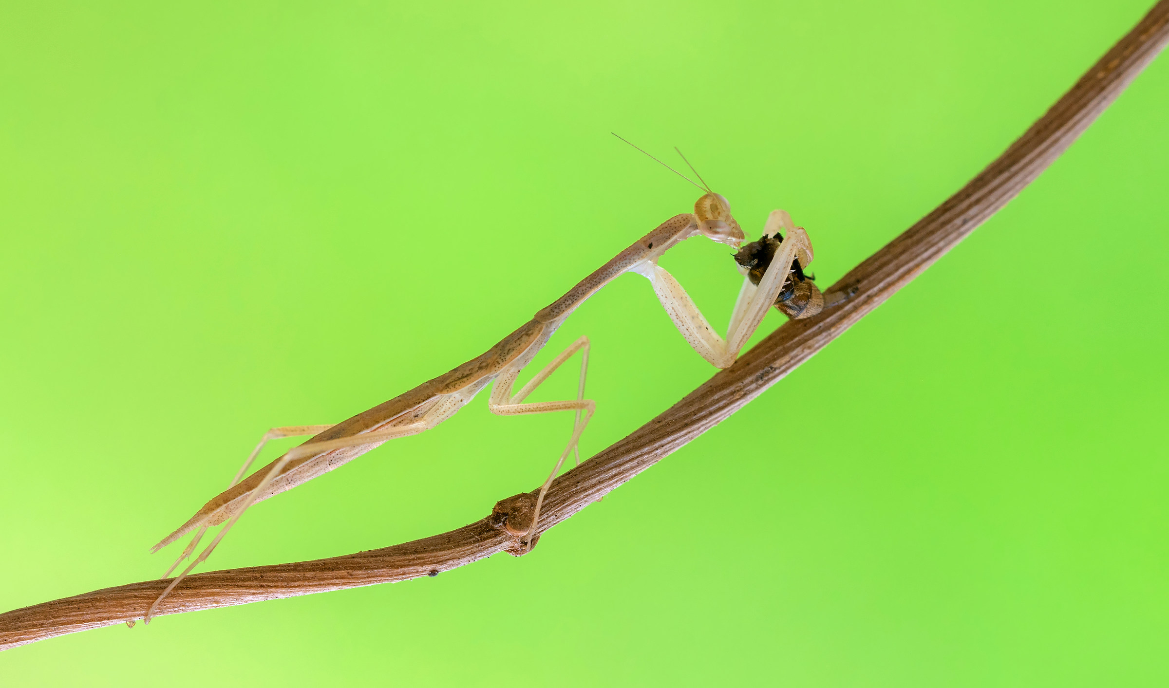praying mantis (nimph)