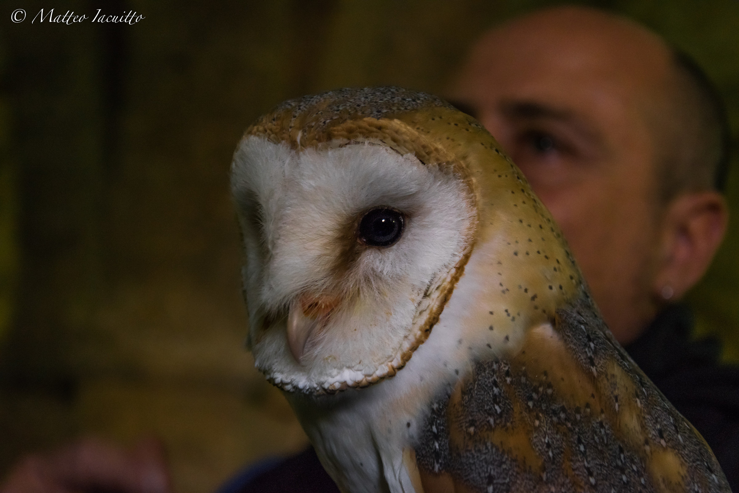 Barn Owl