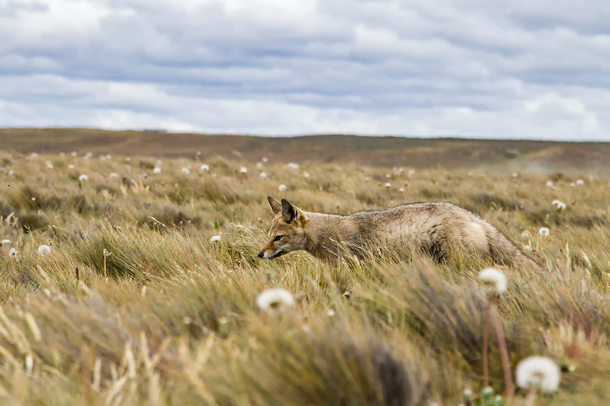fox of Patagonia