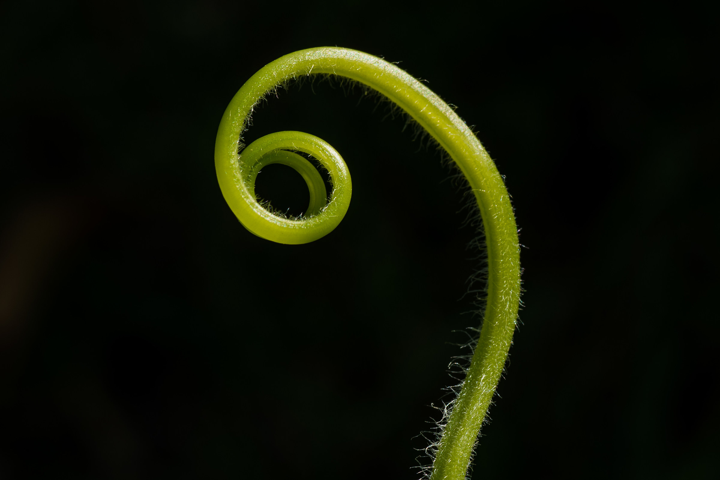 Detail pumpkin plant