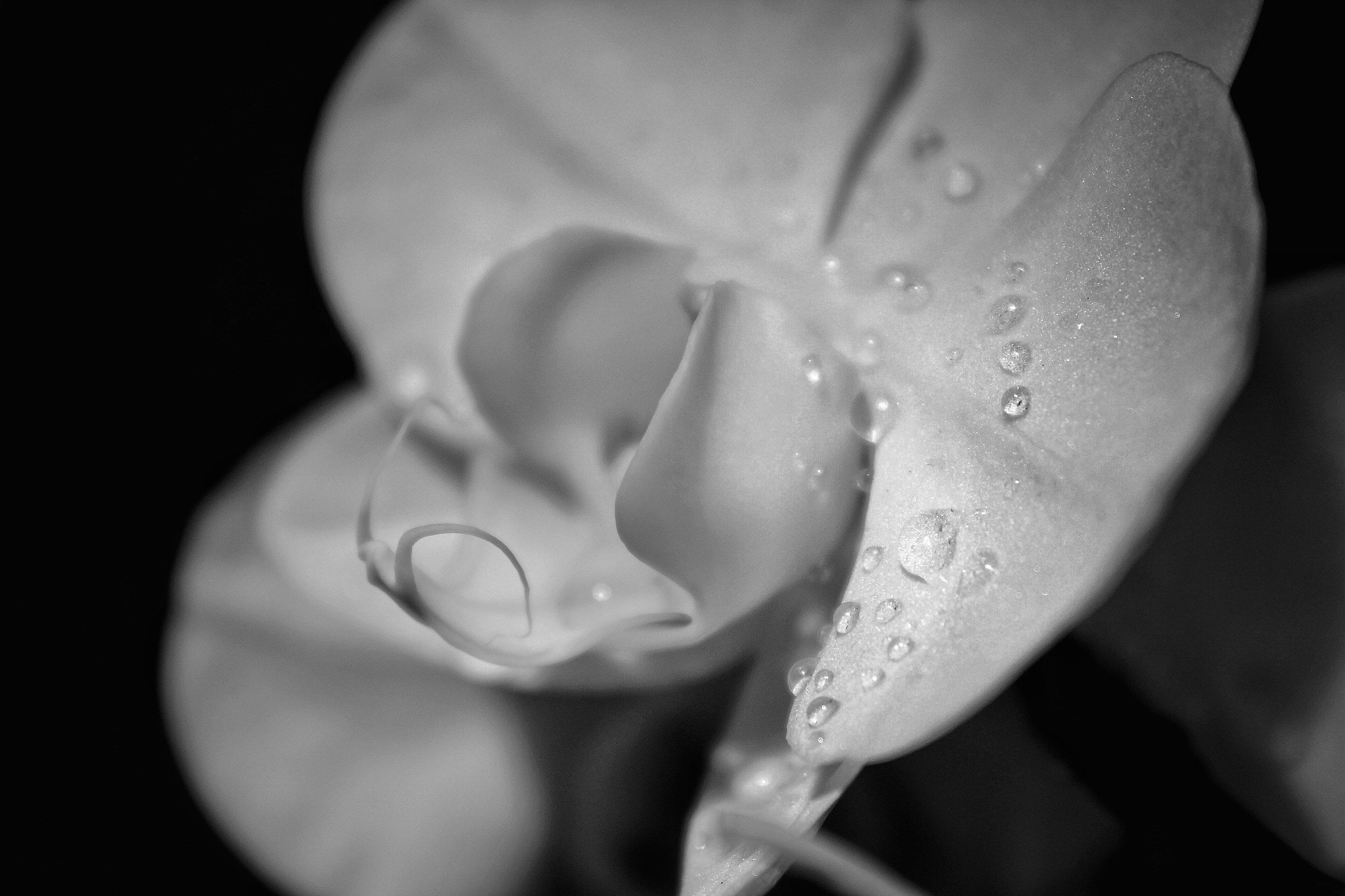Orchidea b / w