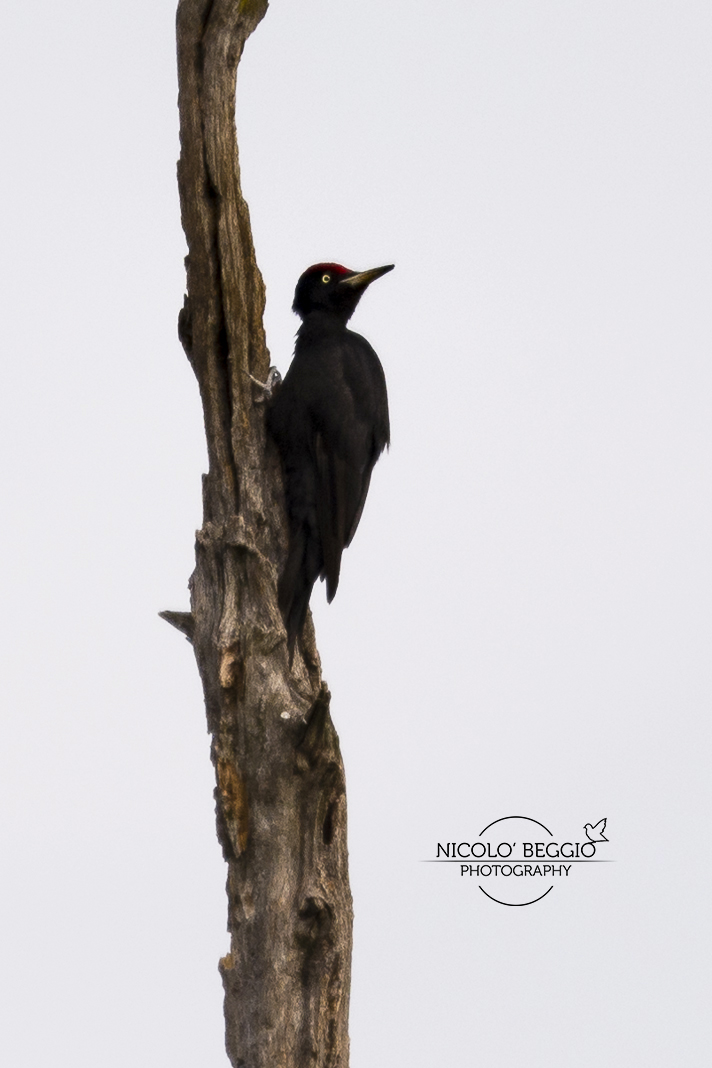 Picchio Nero! Che emozione...
