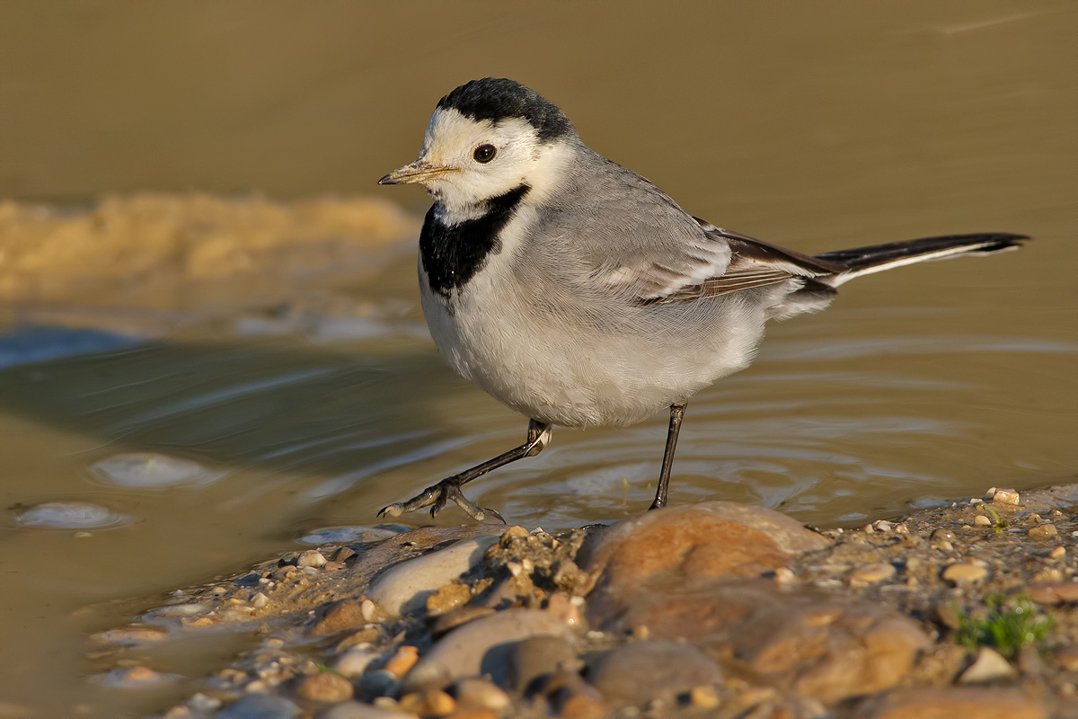 Ballerina bianca (Motacilla alba)