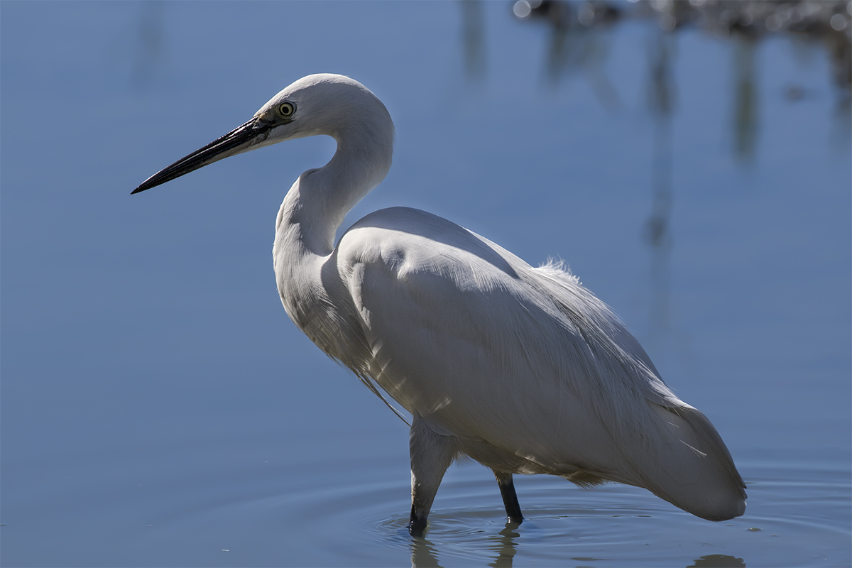 Egret