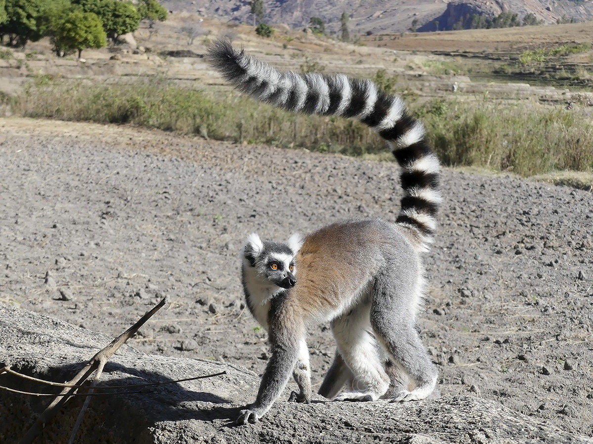 Lemure catta - Riserva di Anja (Ambalavao) Madagascar