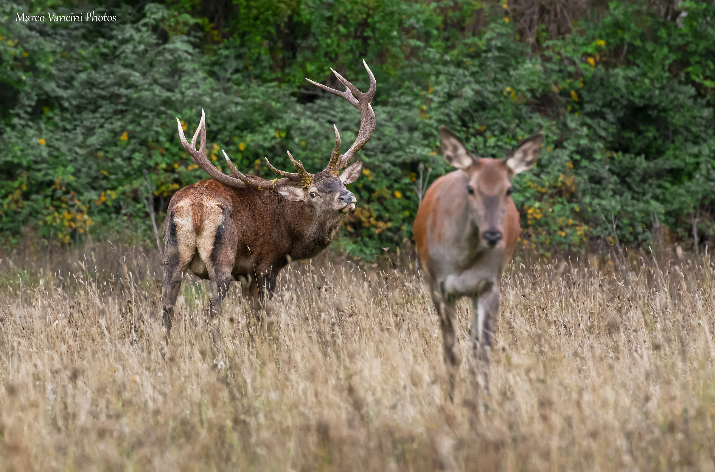 mi fai girare la testa..