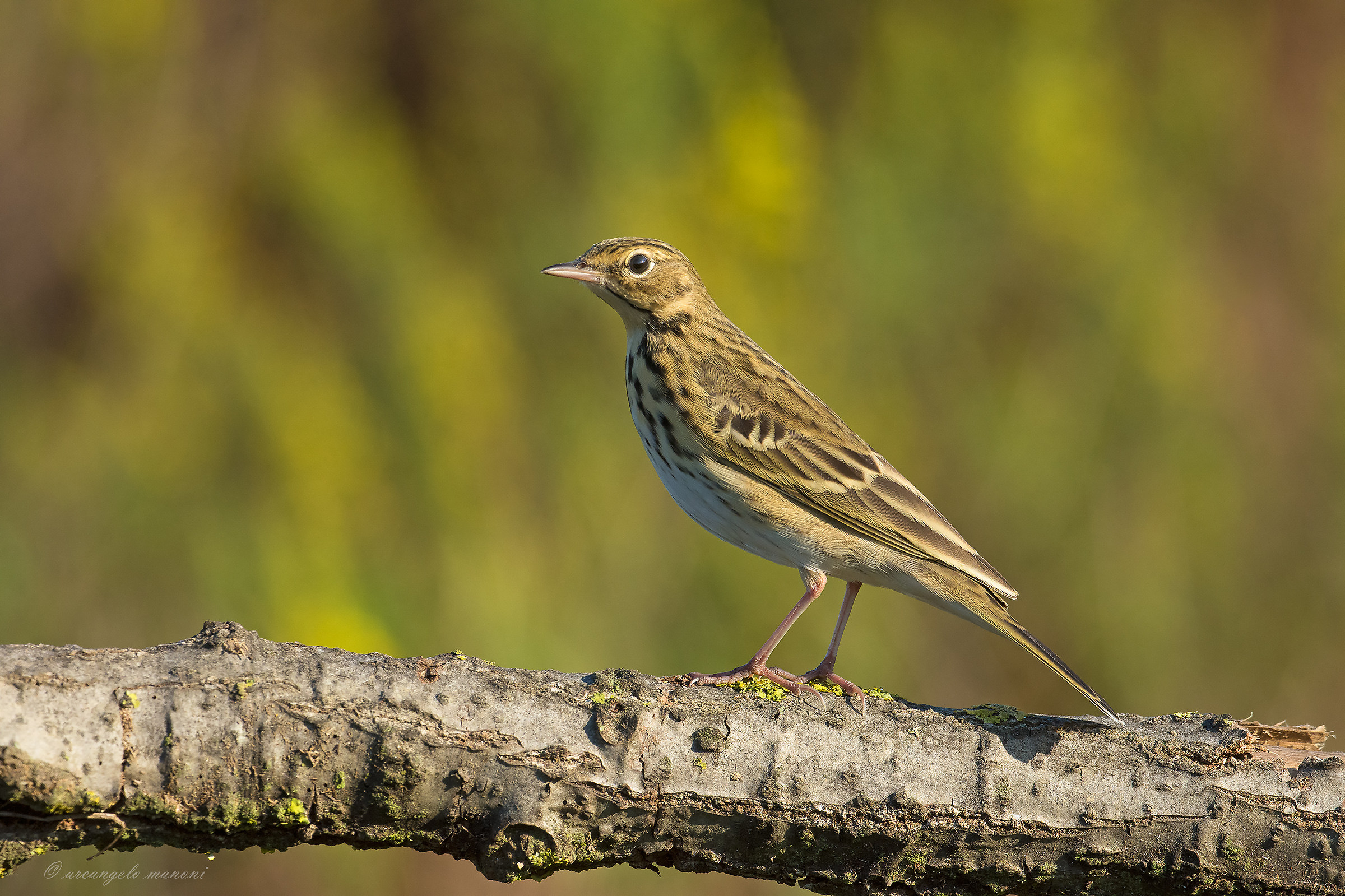 The elegant prispolone