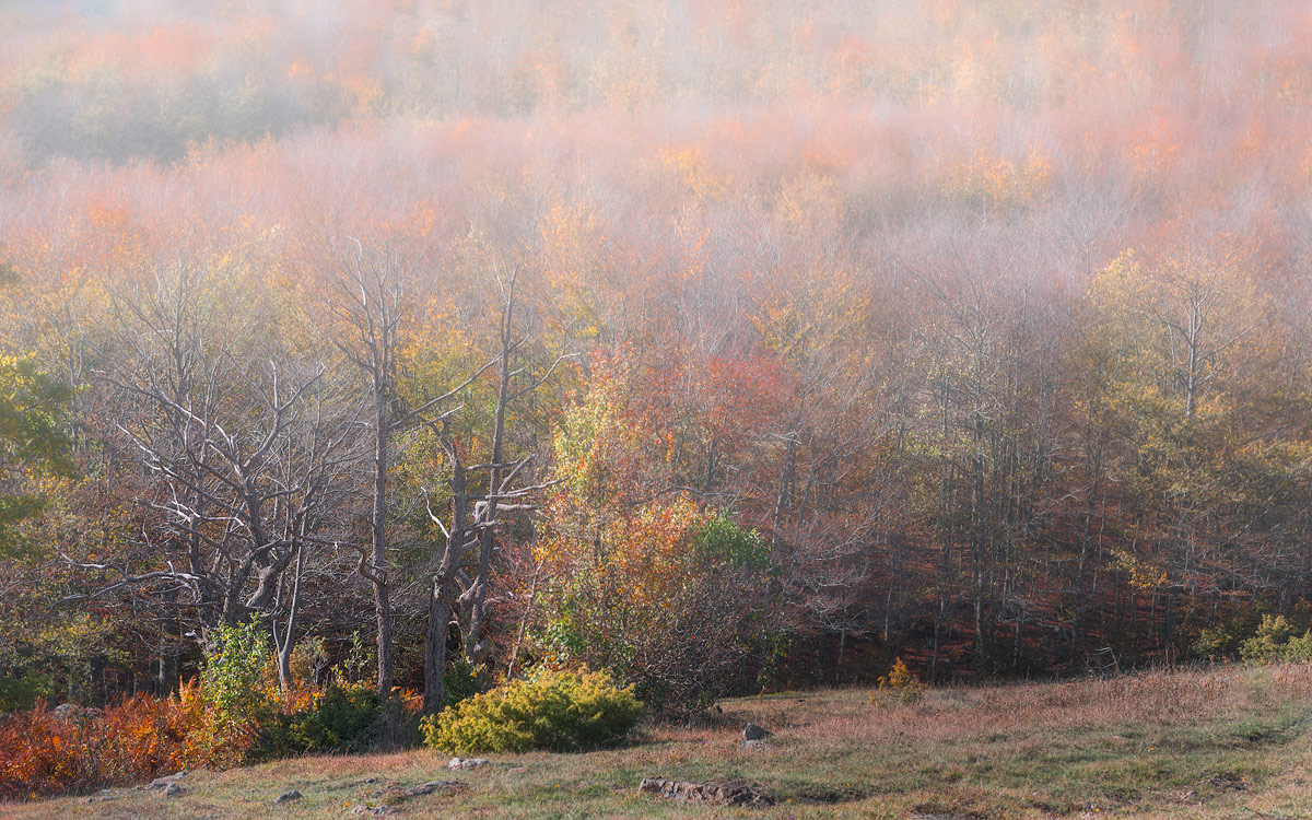 a demonstration of affection