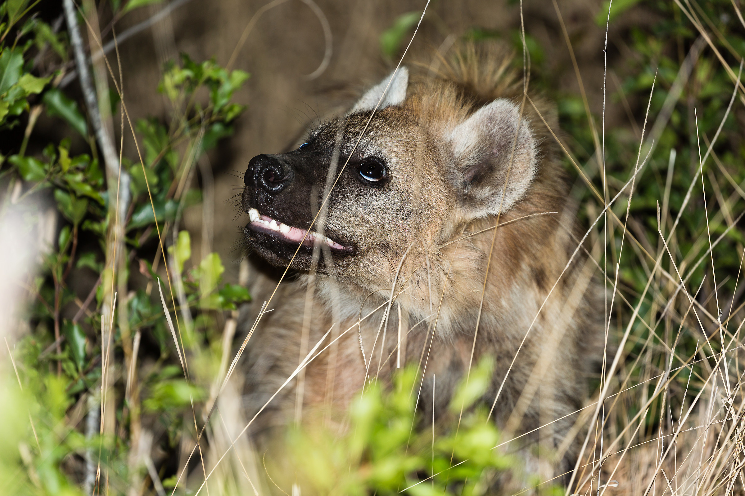 Do you mind me a bit?