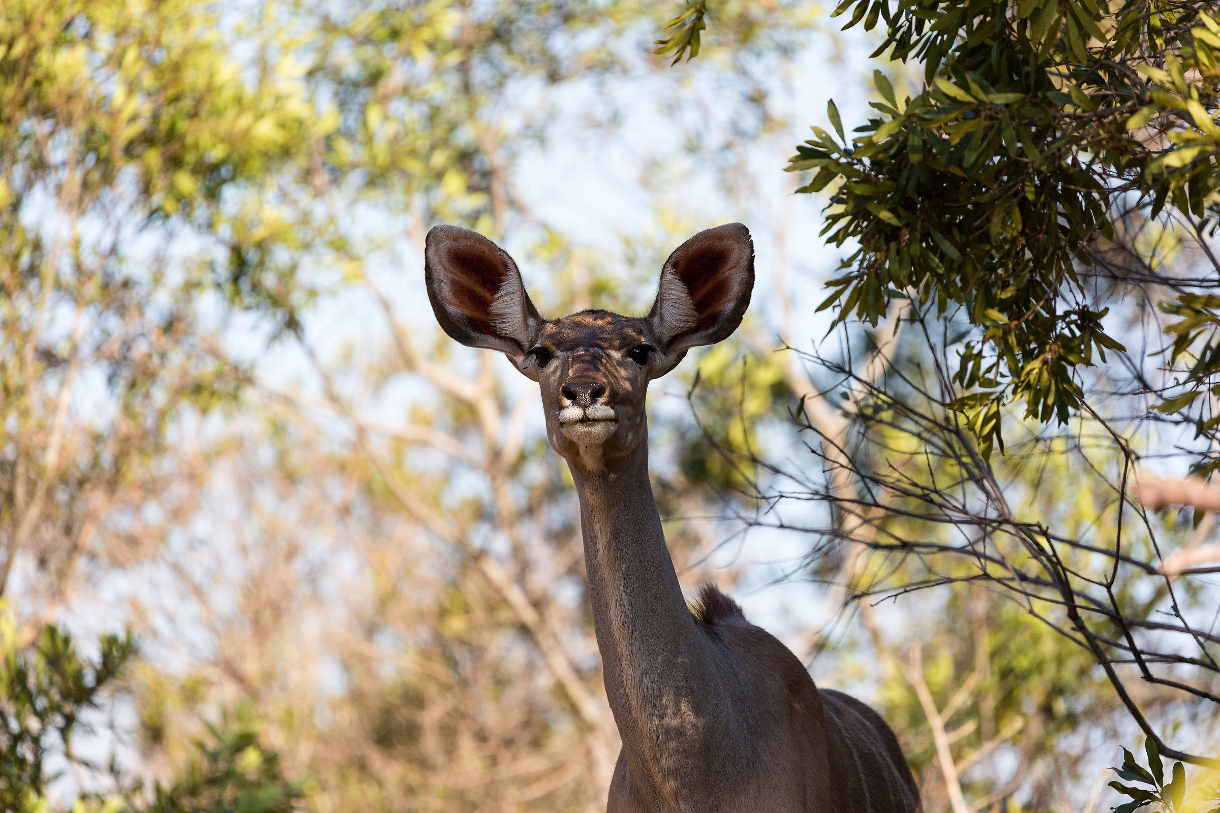 Mi sembra di aver sentito qualche cosa