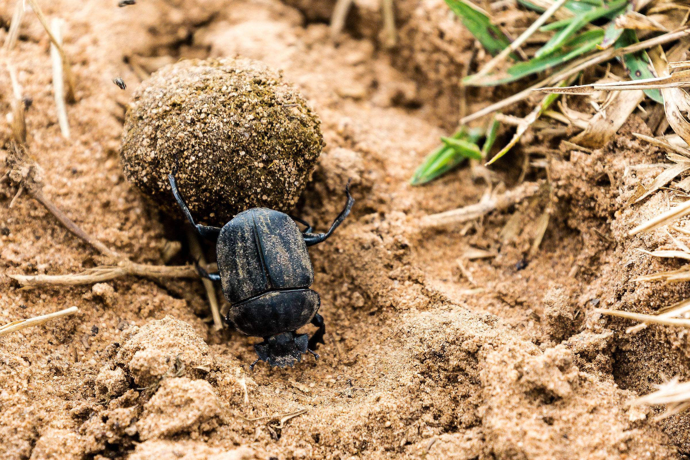 Voglio arrotolare la tua cacca