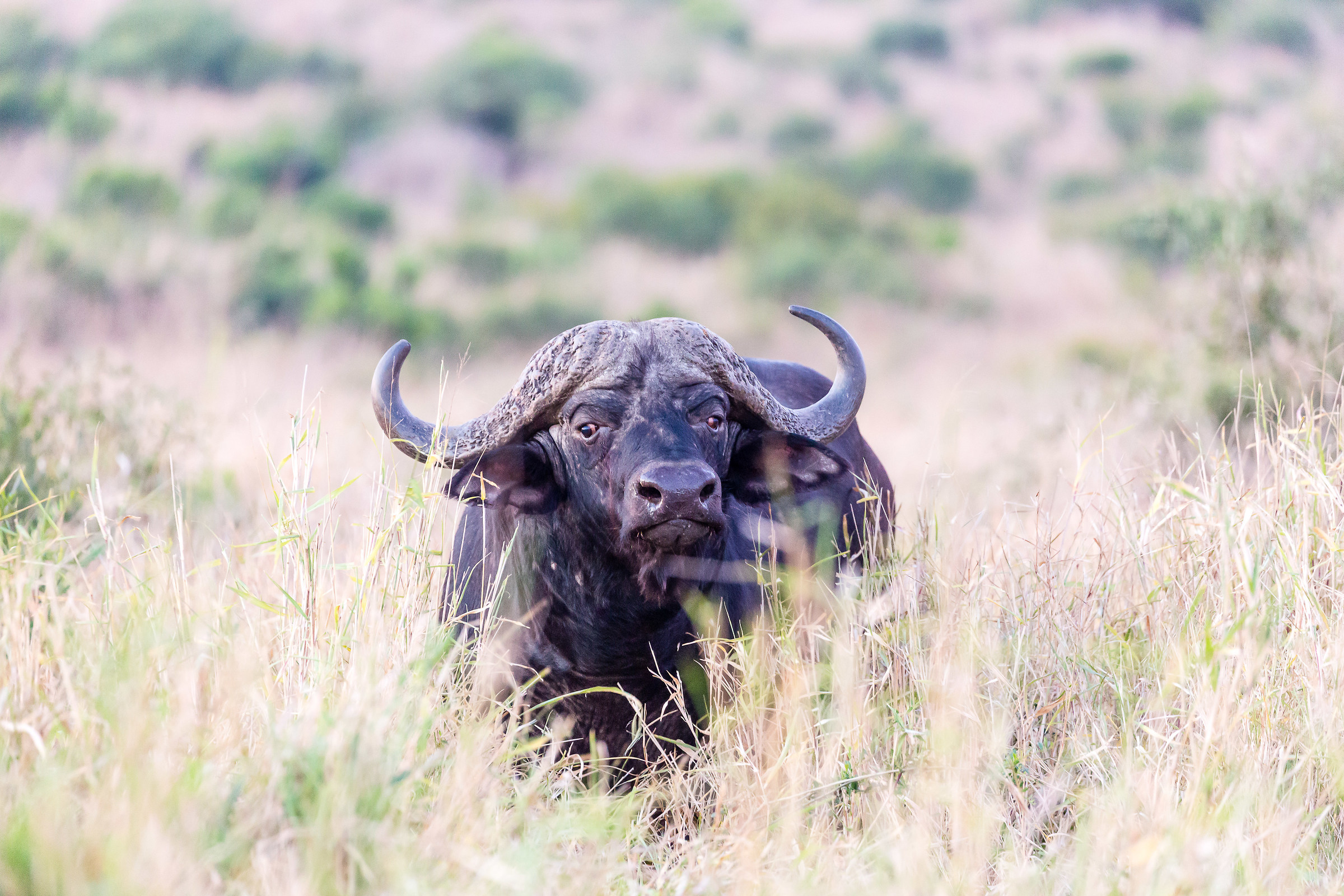 Non farmi imbufalire