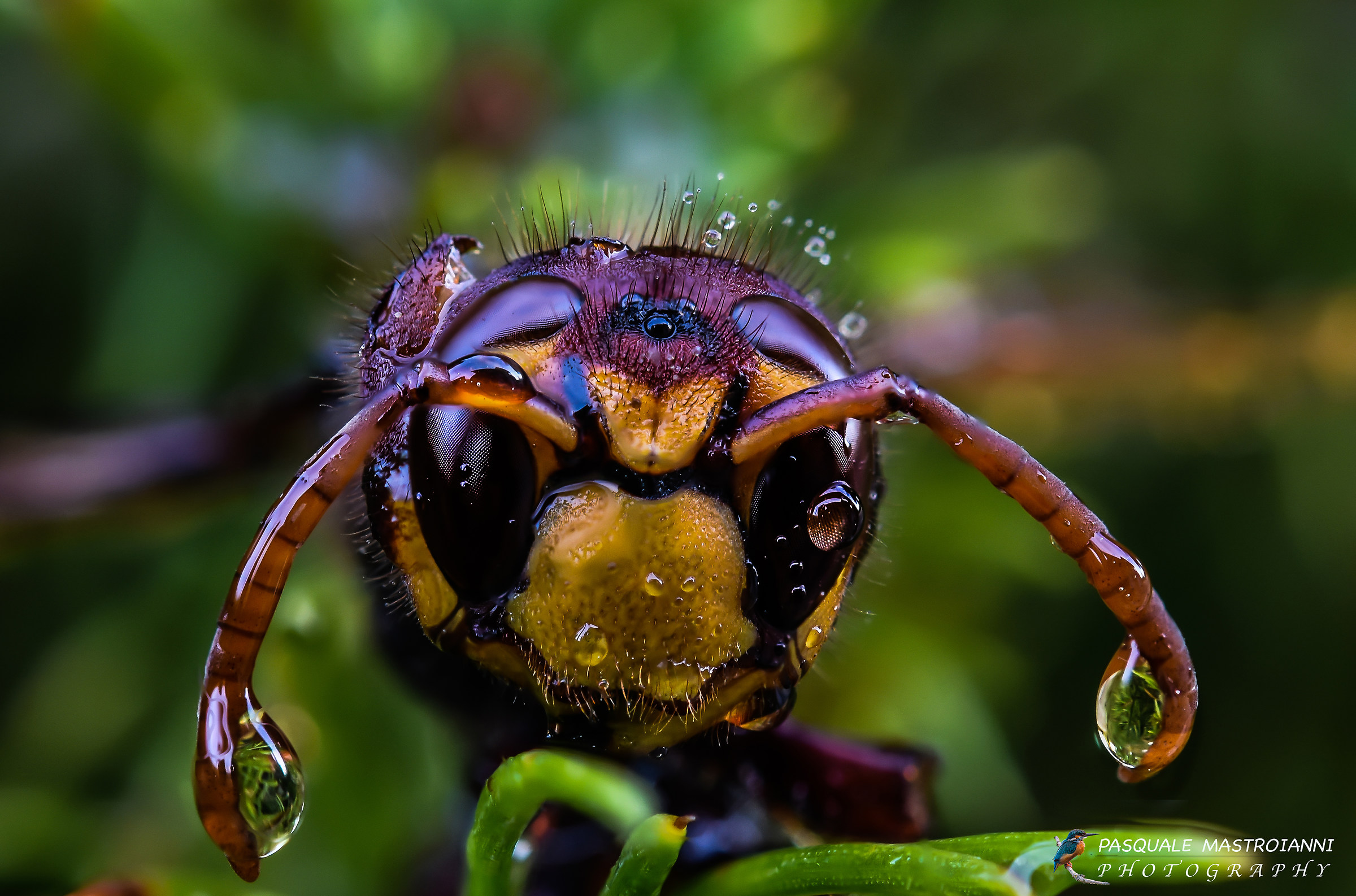 Vespa crabro