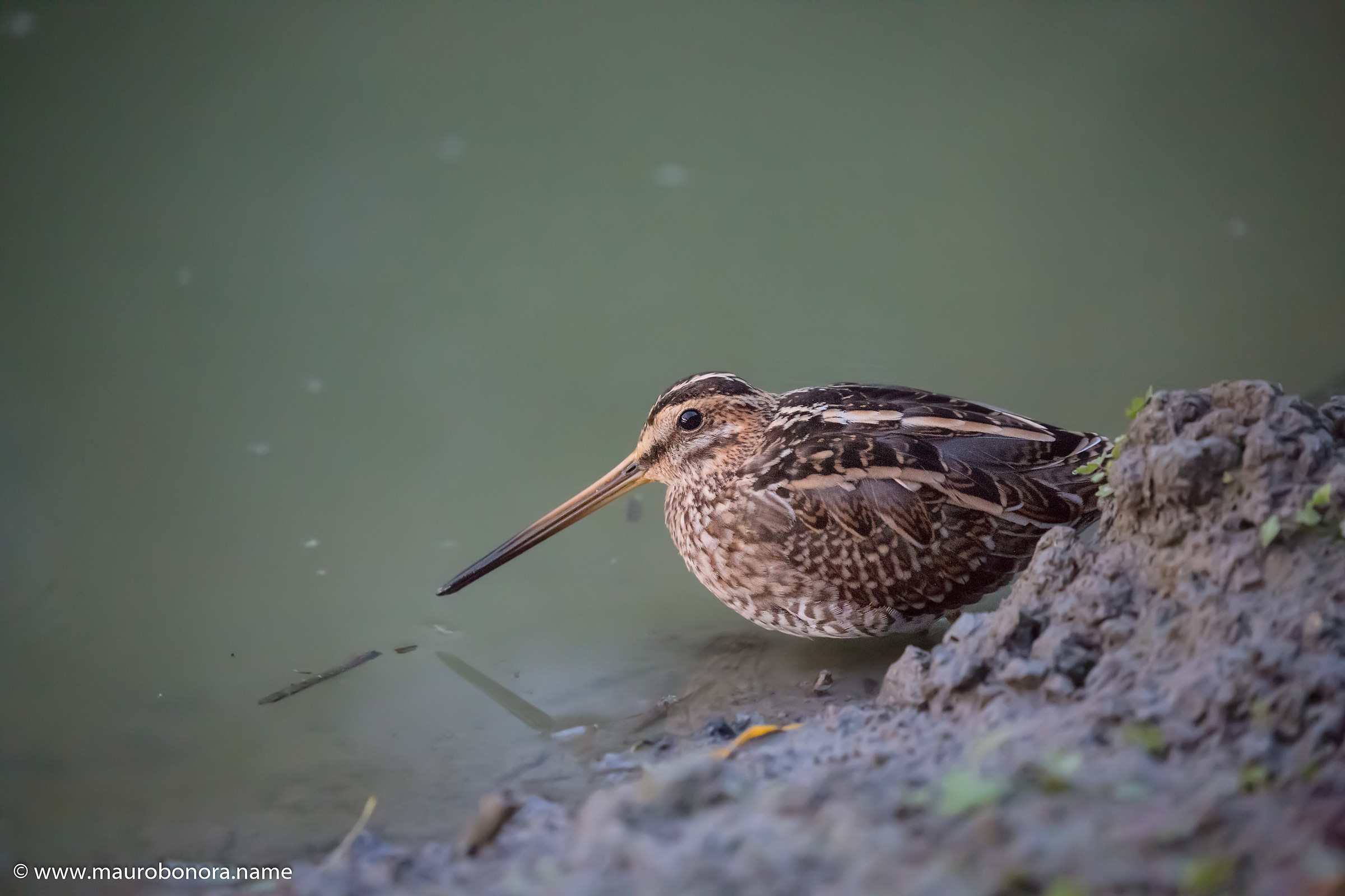 Beccaccino at 12800 iso