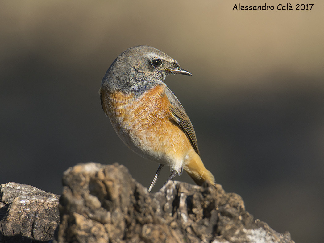 Phoenicurus phoenicurus (Codirosso) 3015