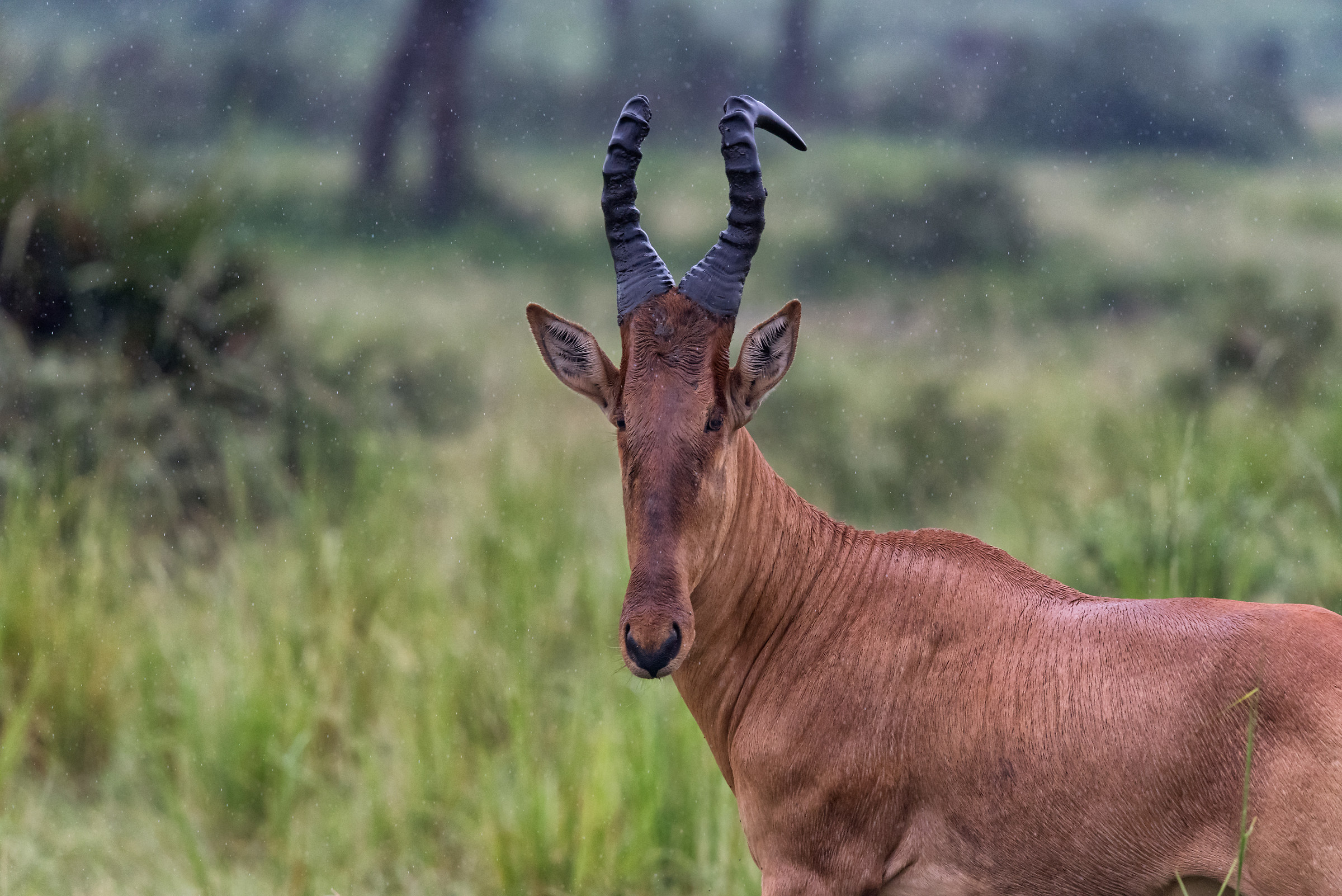 Alcelaphus Antelope