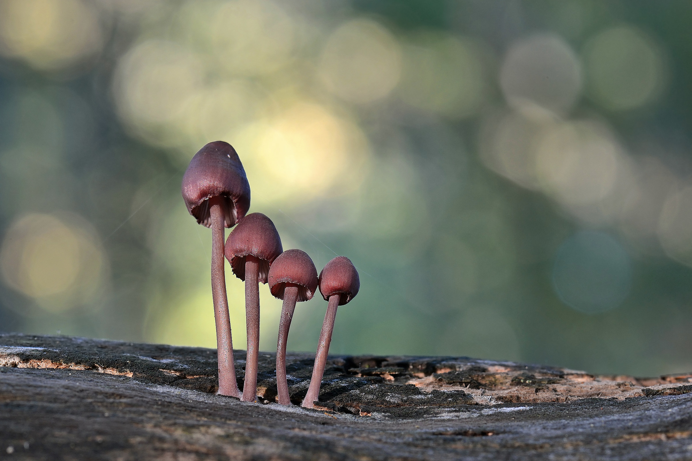 Mycena