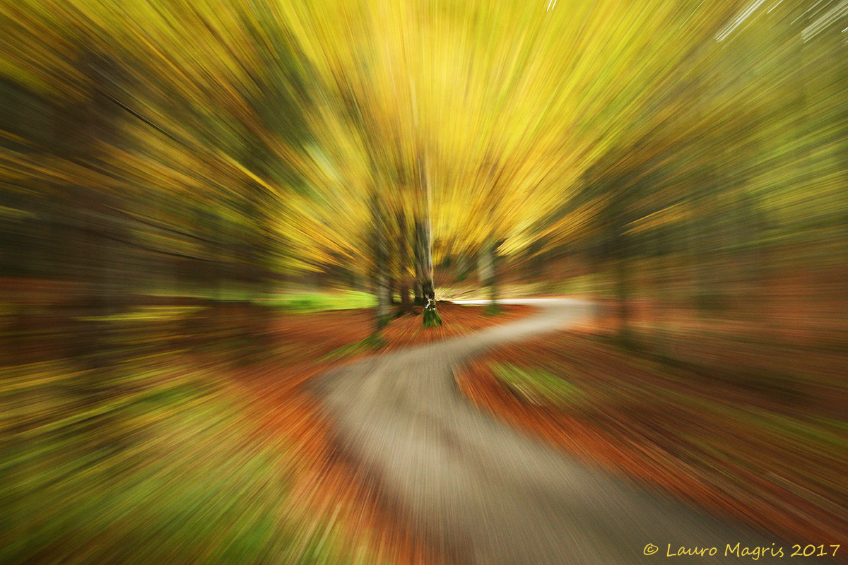 Autumn perspective (zooming)