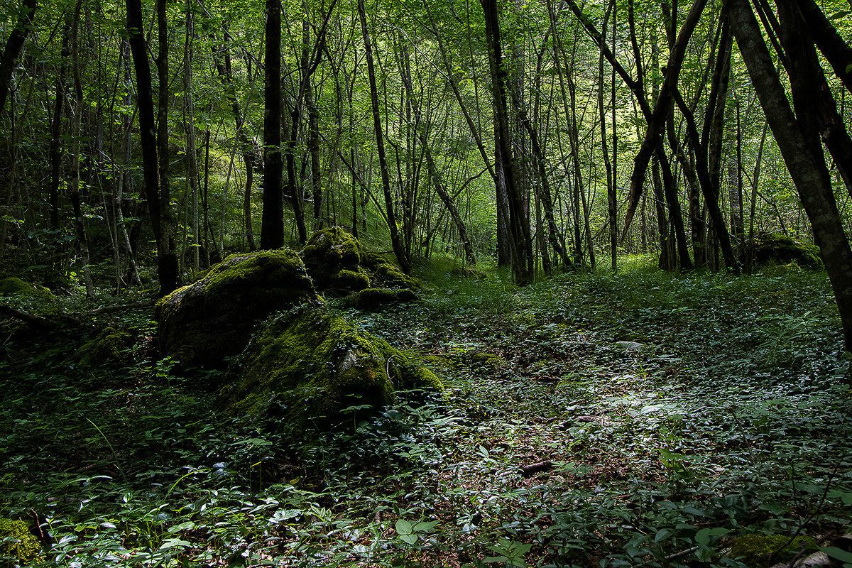 Underbush in the Brenton Cadins