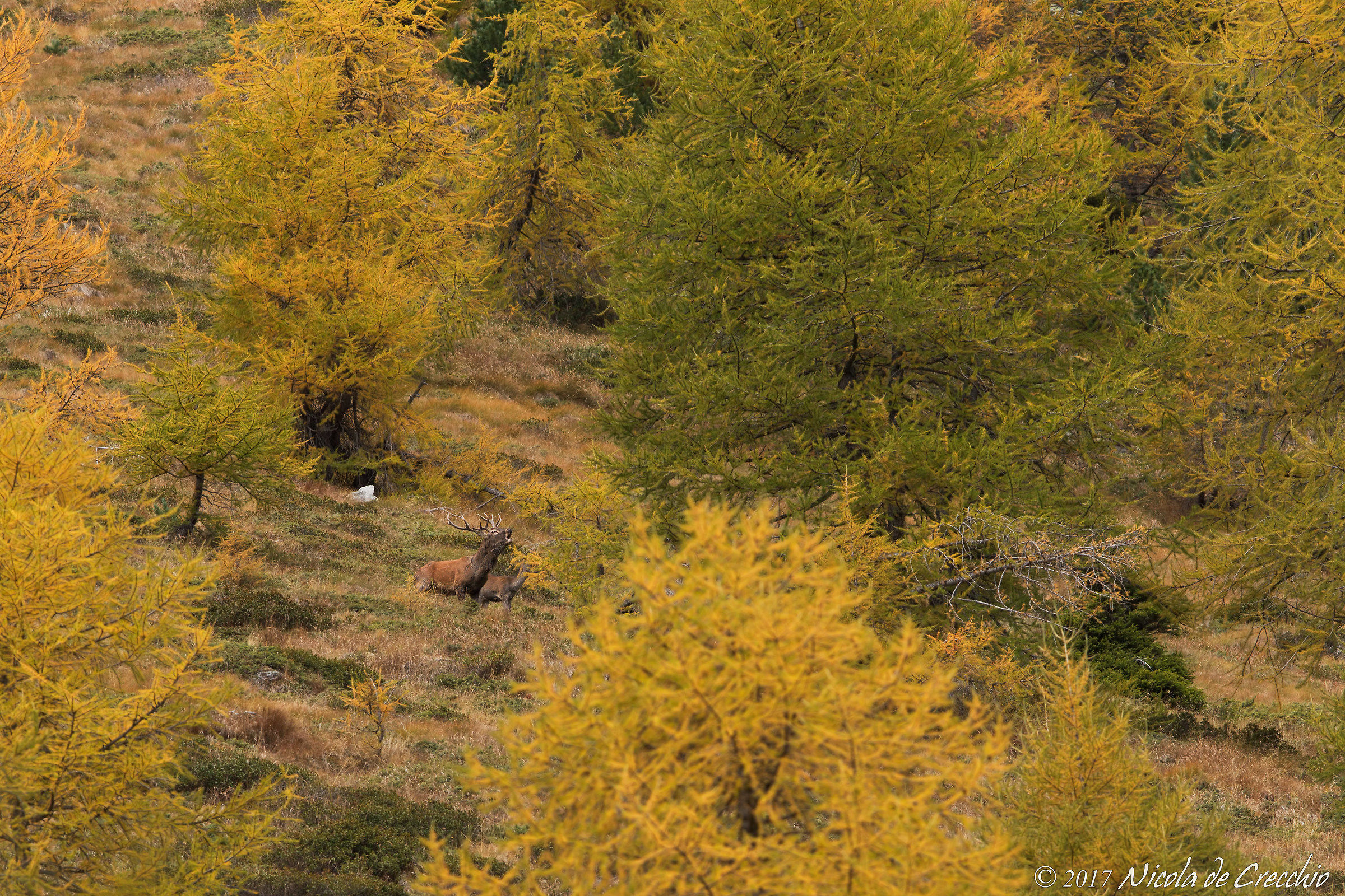 Autunno, tempo di bramito
