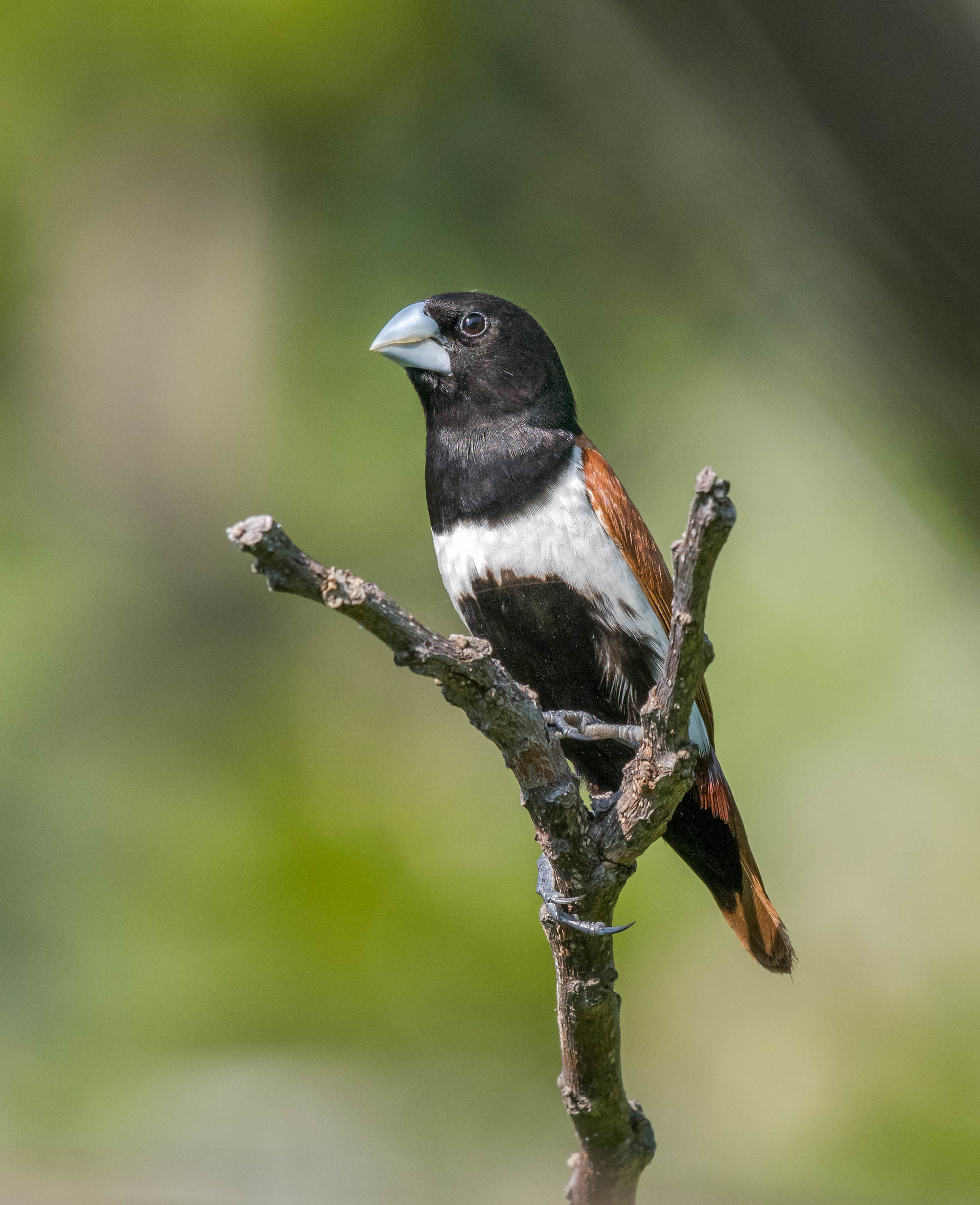 Tri-coloured munia