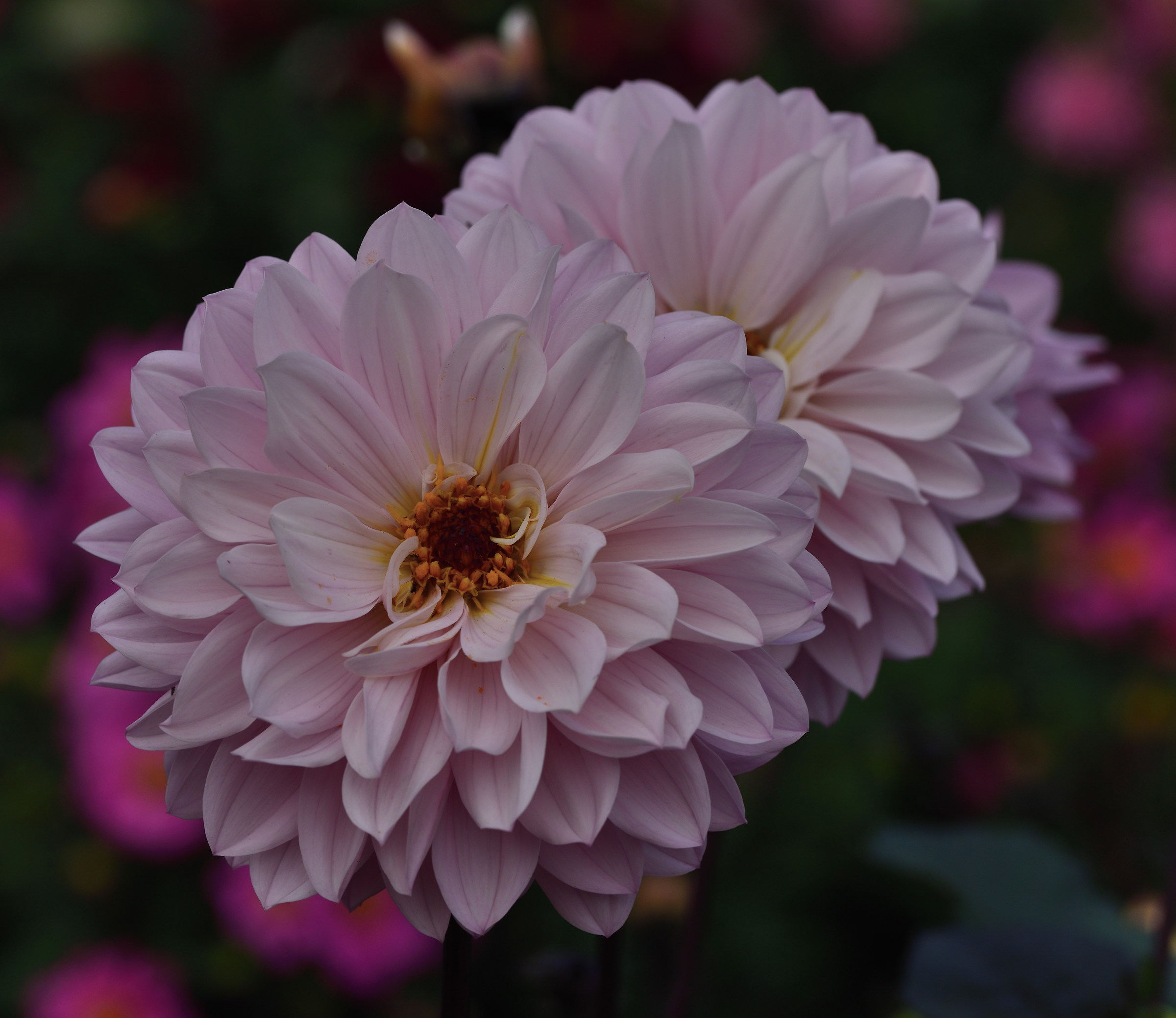 dahlia