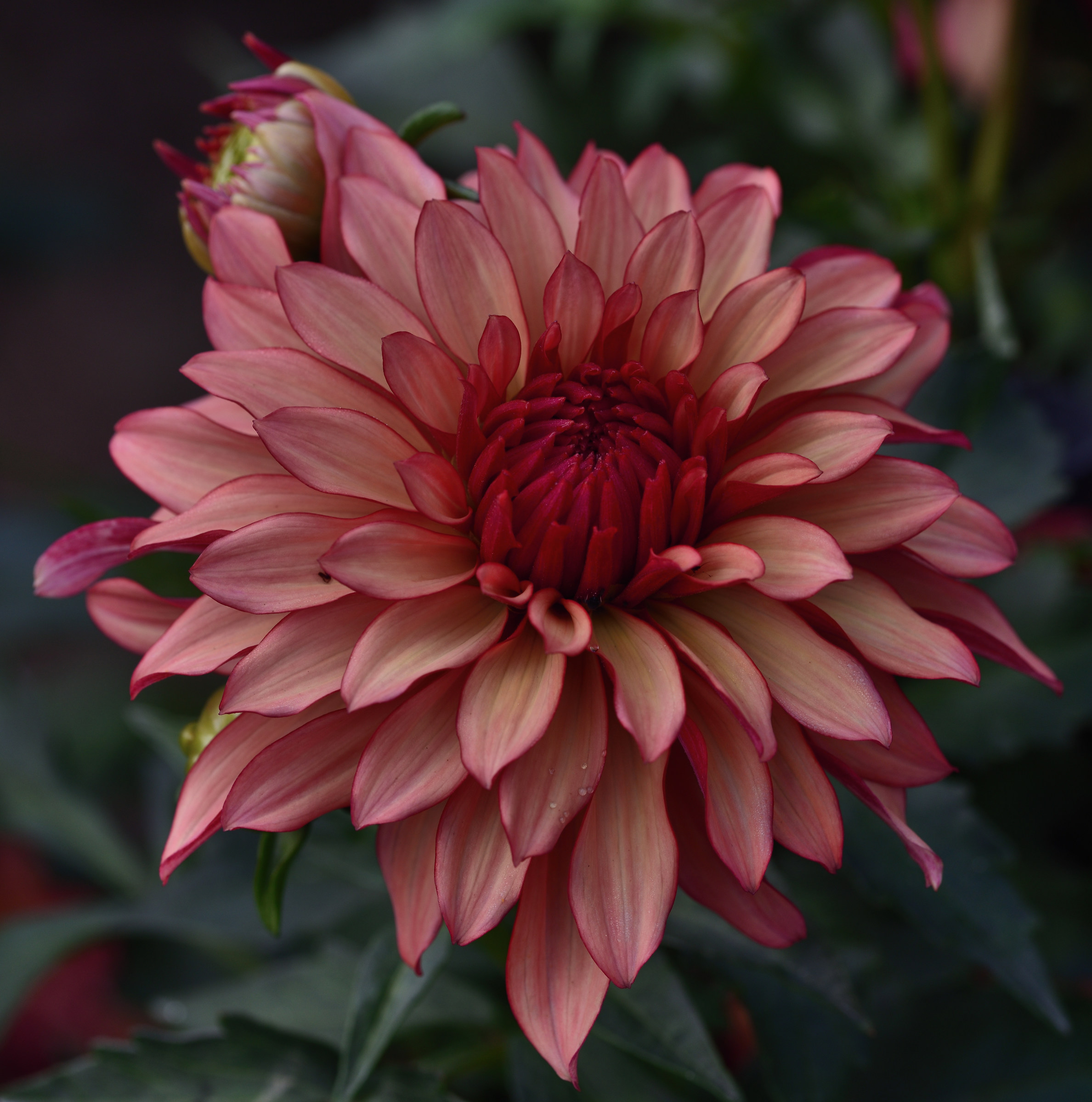 dahlia