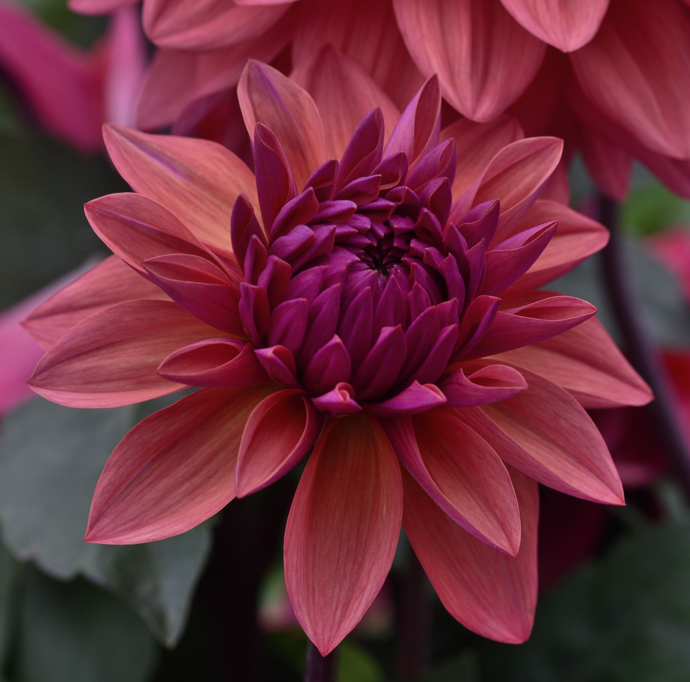 dahlia
