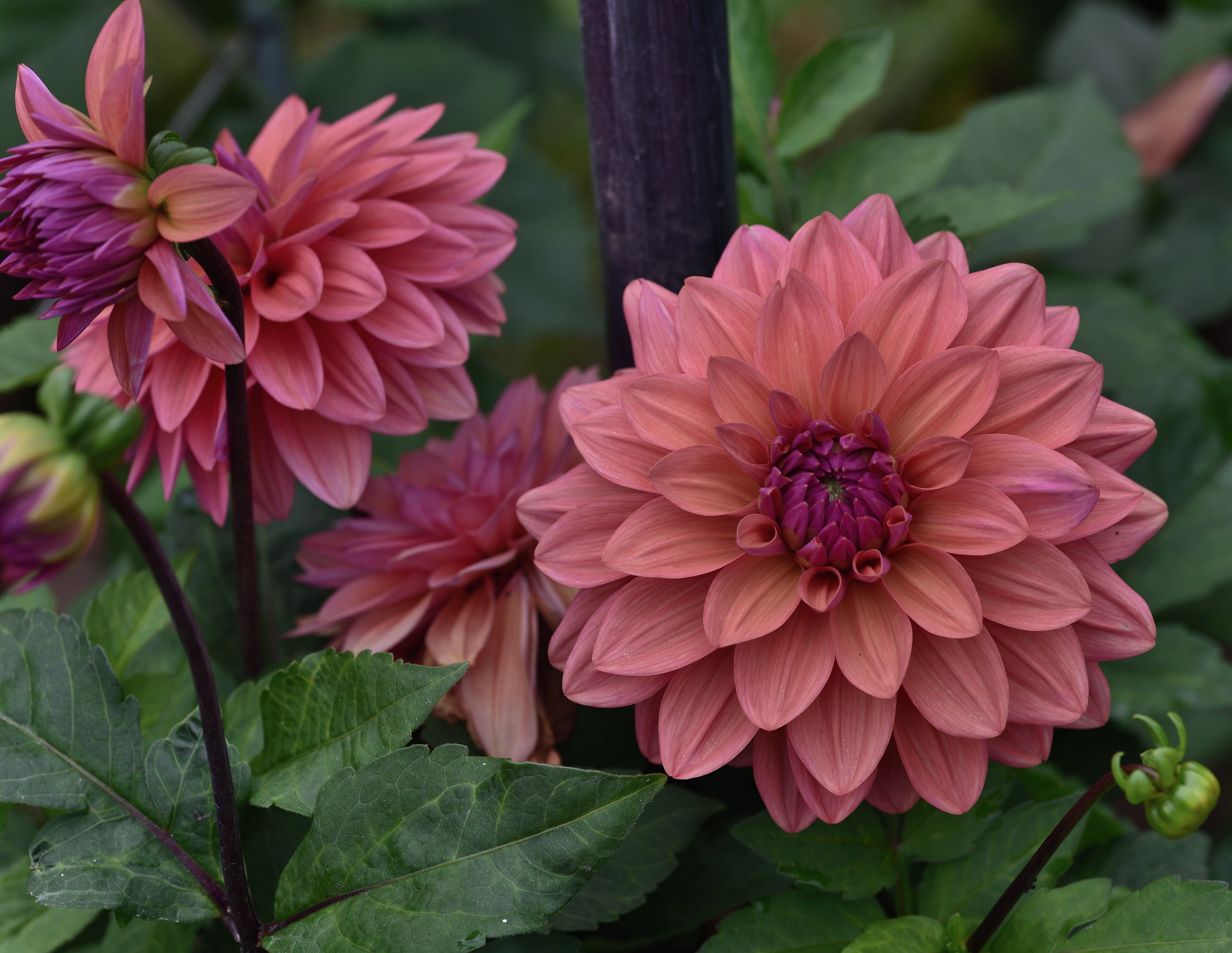 dahlias