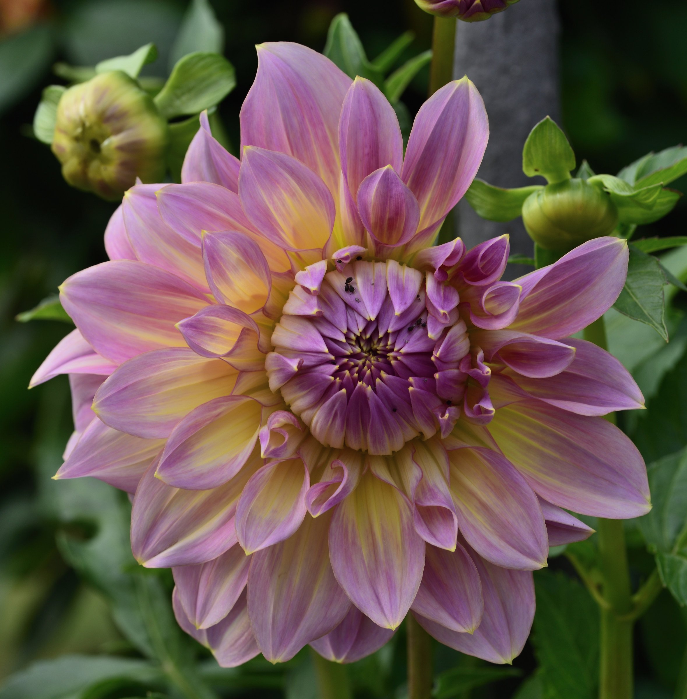 dahlia