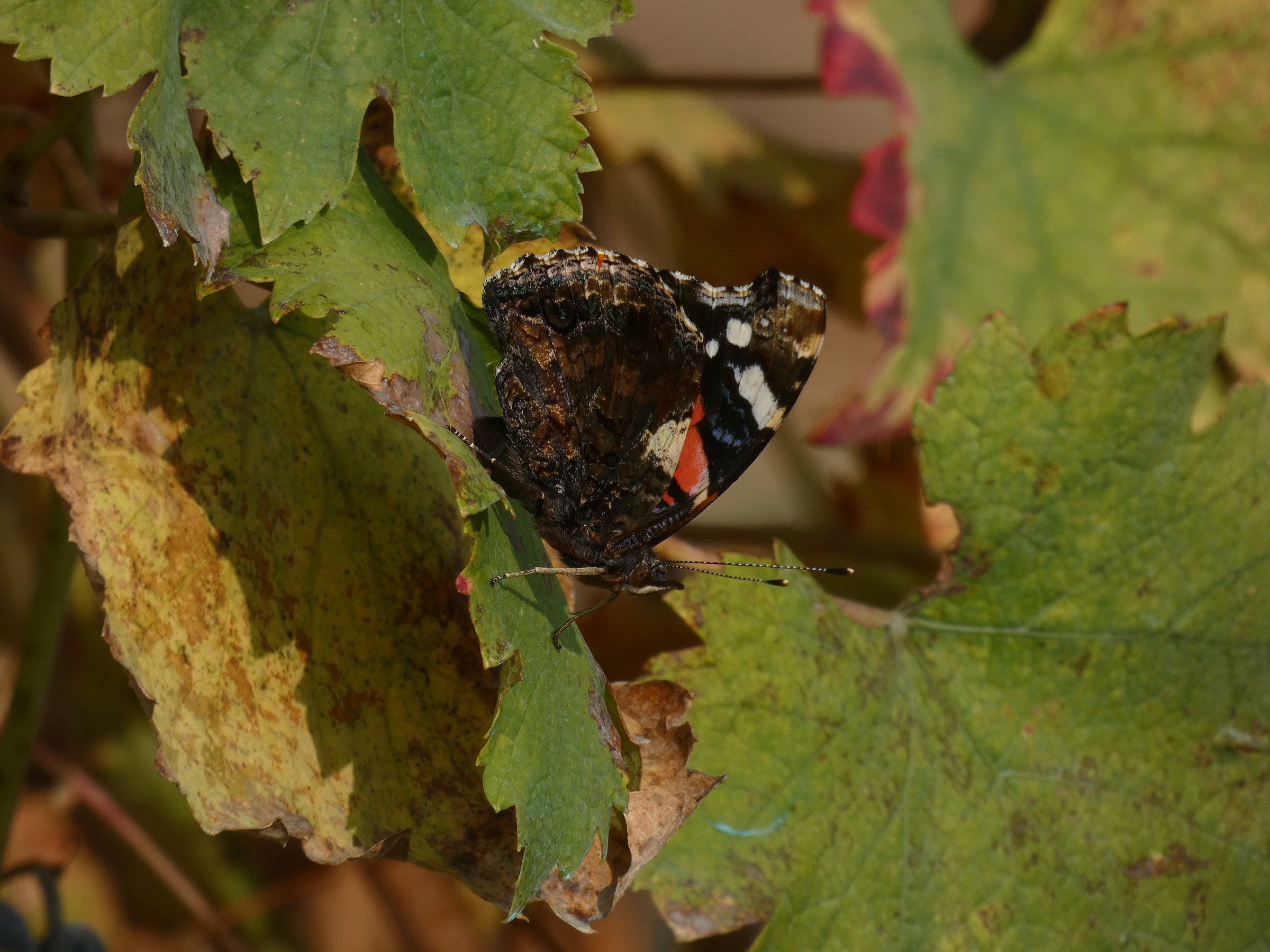 Butterfly among the vineyards