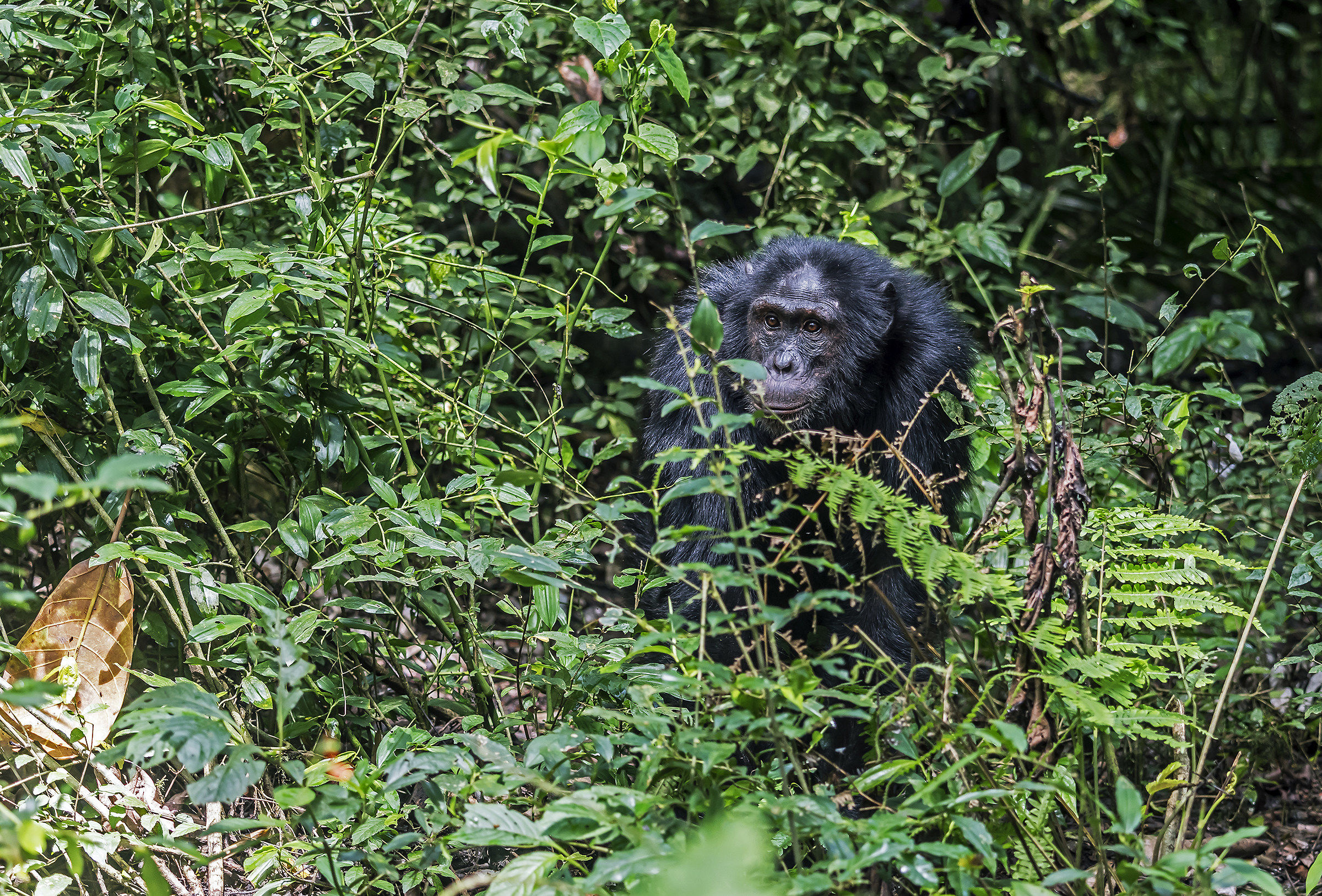 Chimpanzee - Uganda