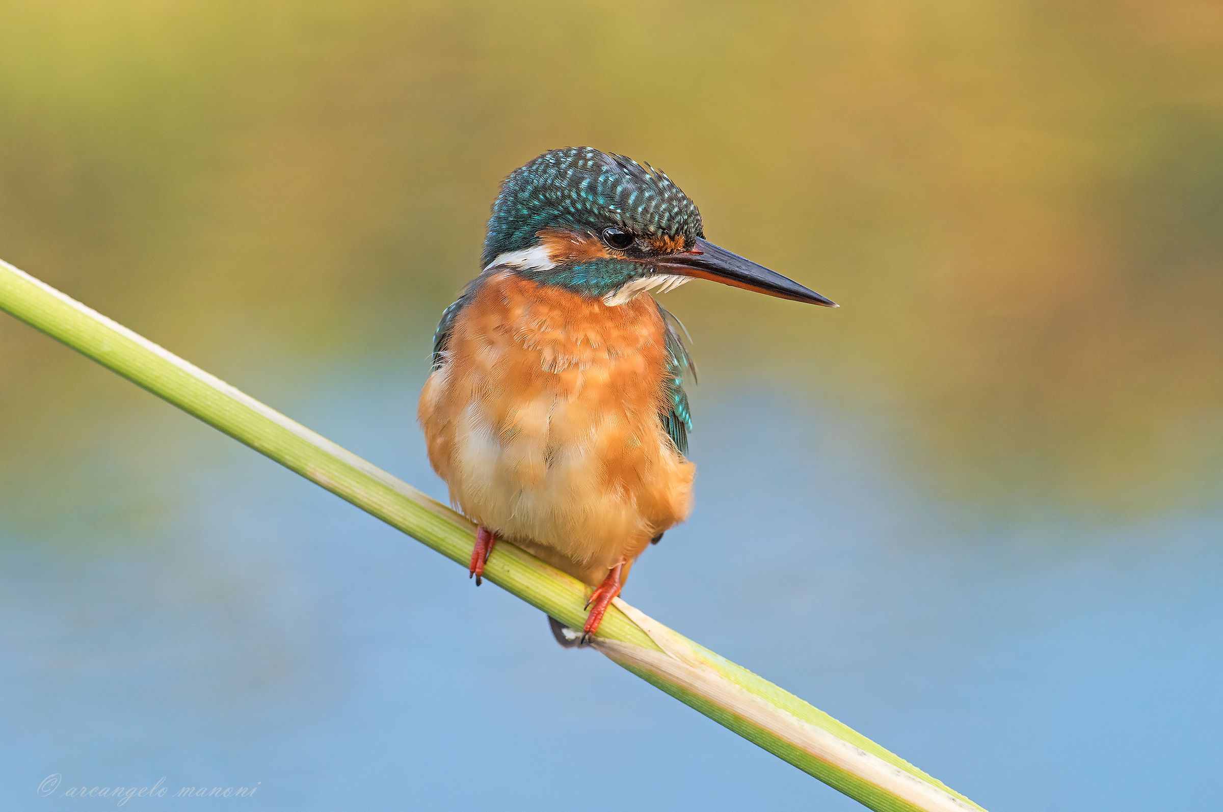 Martina con carezza di colore