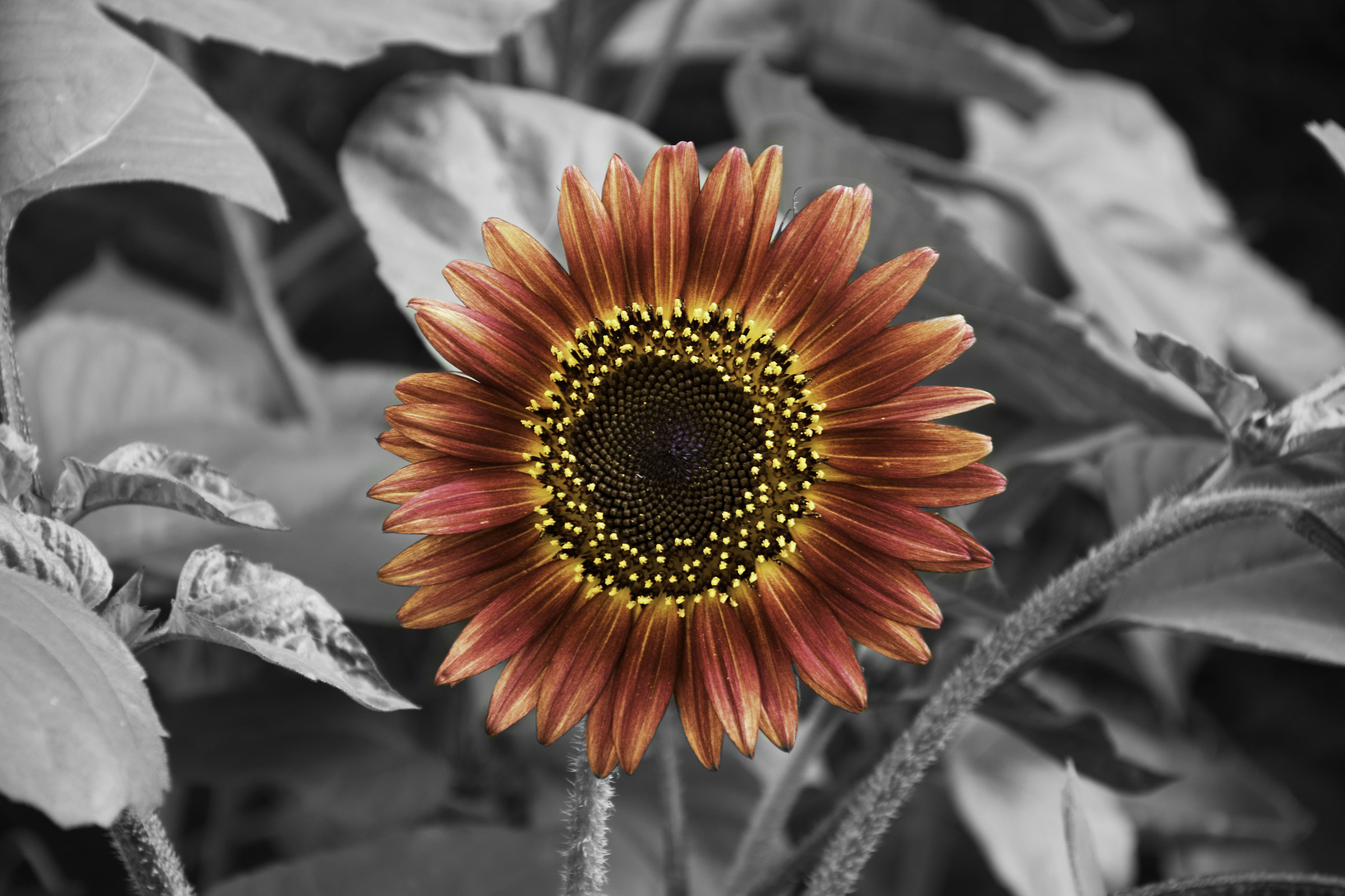 Sunflower